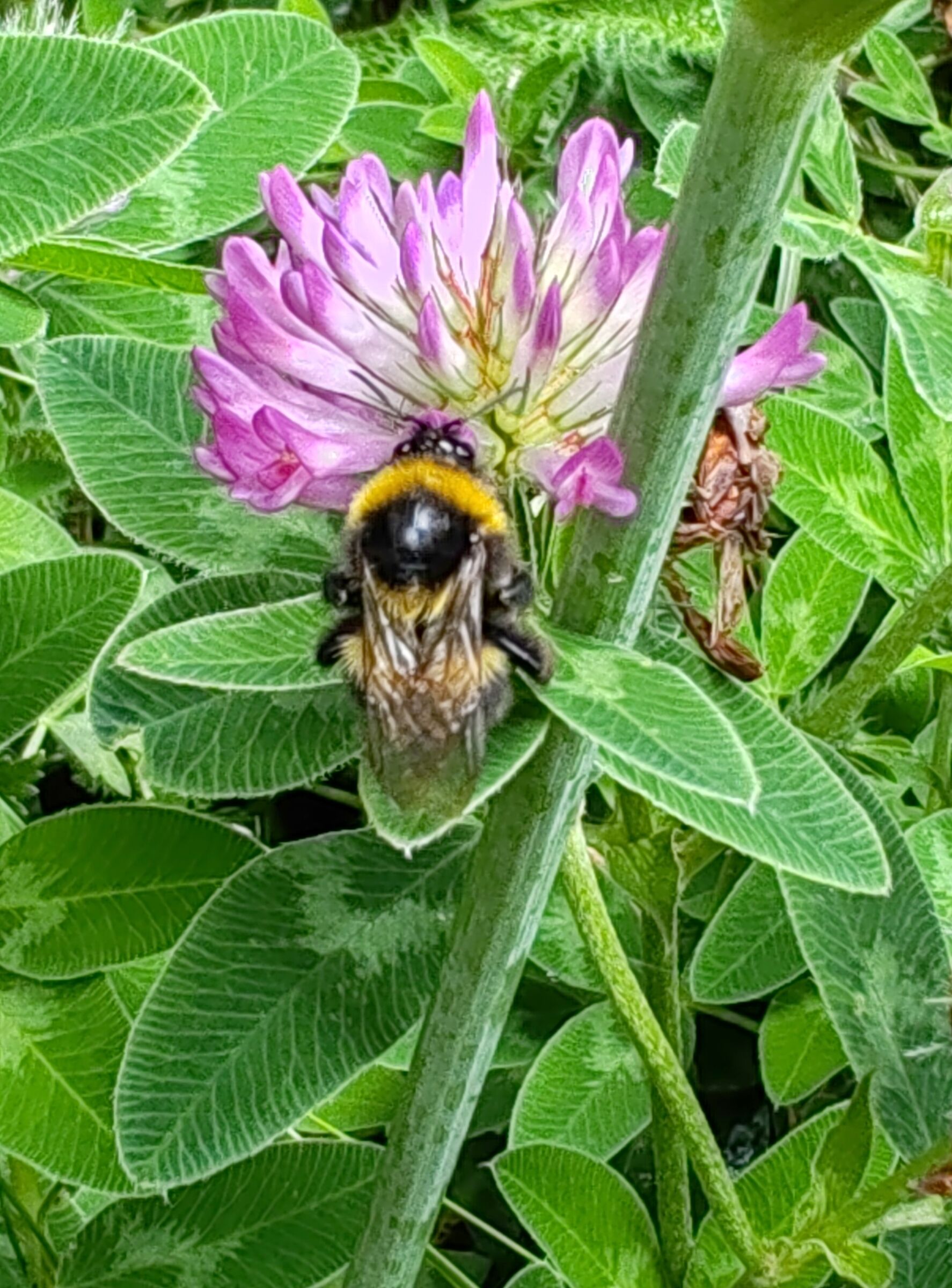Ho ho non dirmi che e` un Calabrone? .....