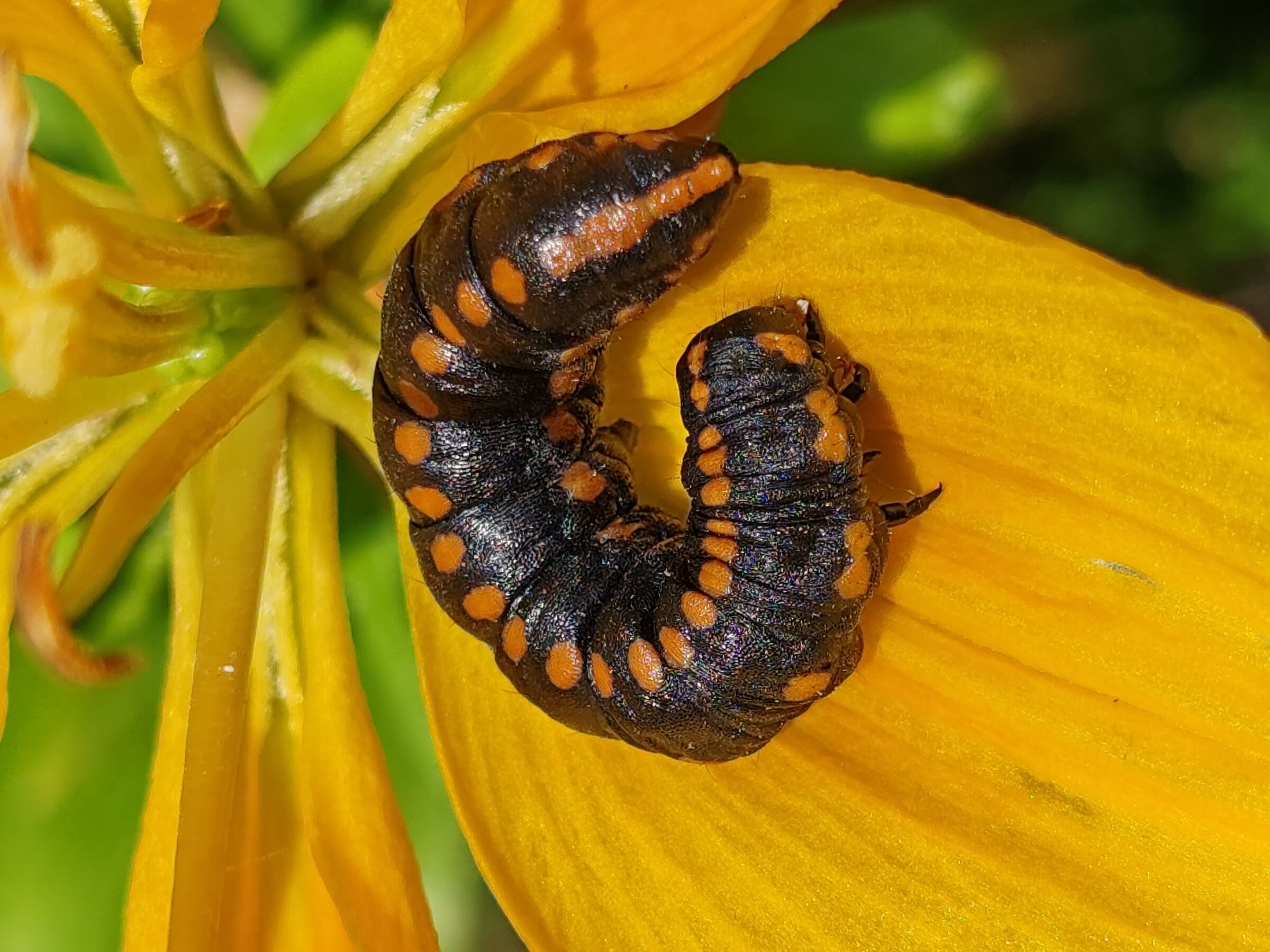 Non dirmi che e` il bruco della Vanessa? ...