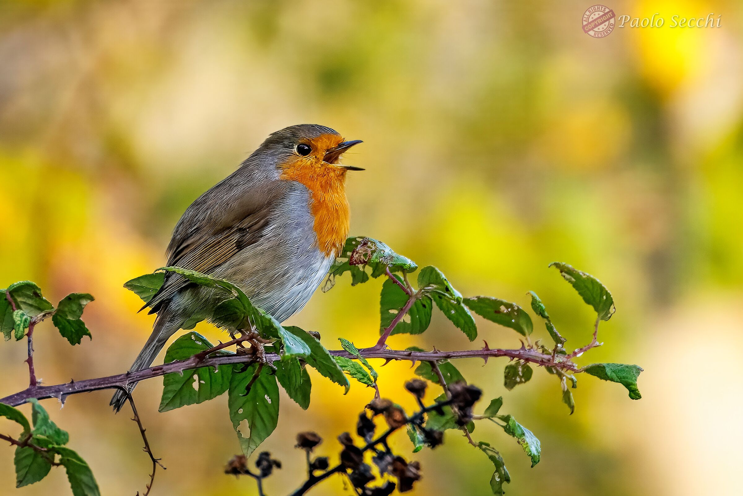 Let me sing!