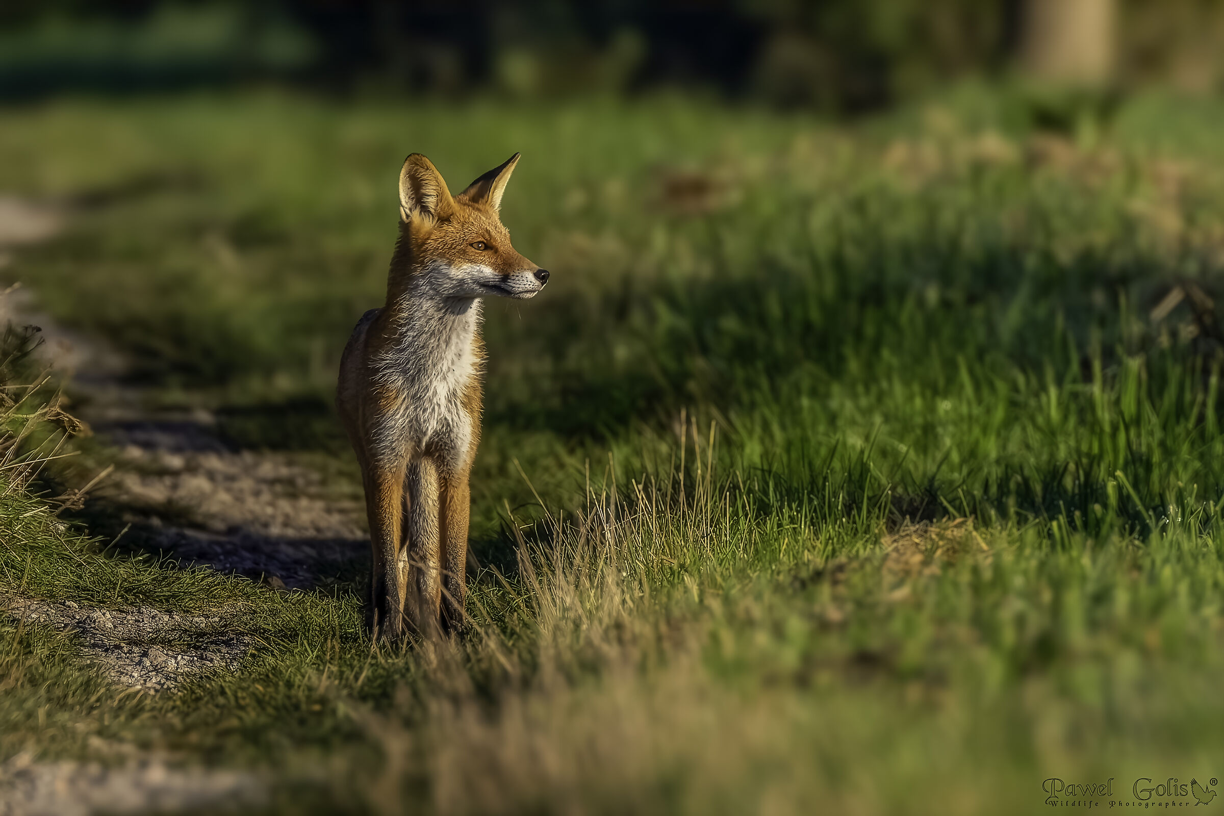 Volpe rossa (Vulpes vulpes)