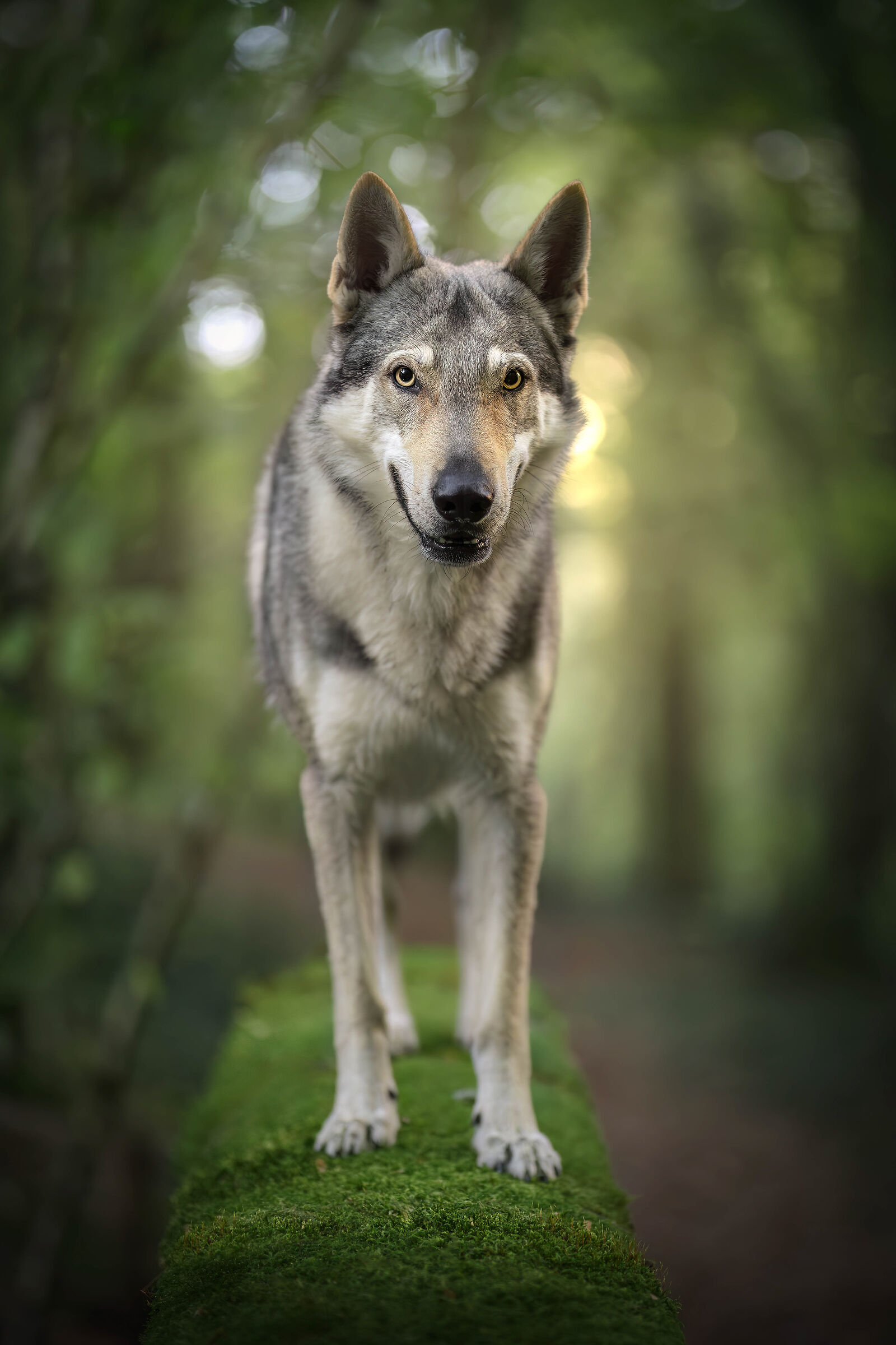 The lord of the forest