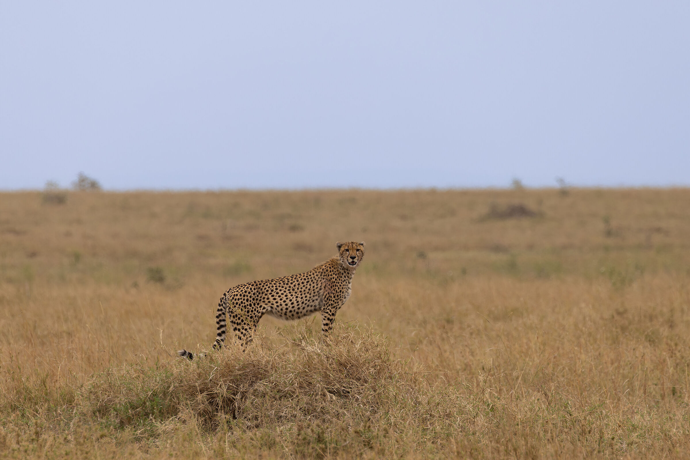 Serengeti National Park - Agosto 2025
