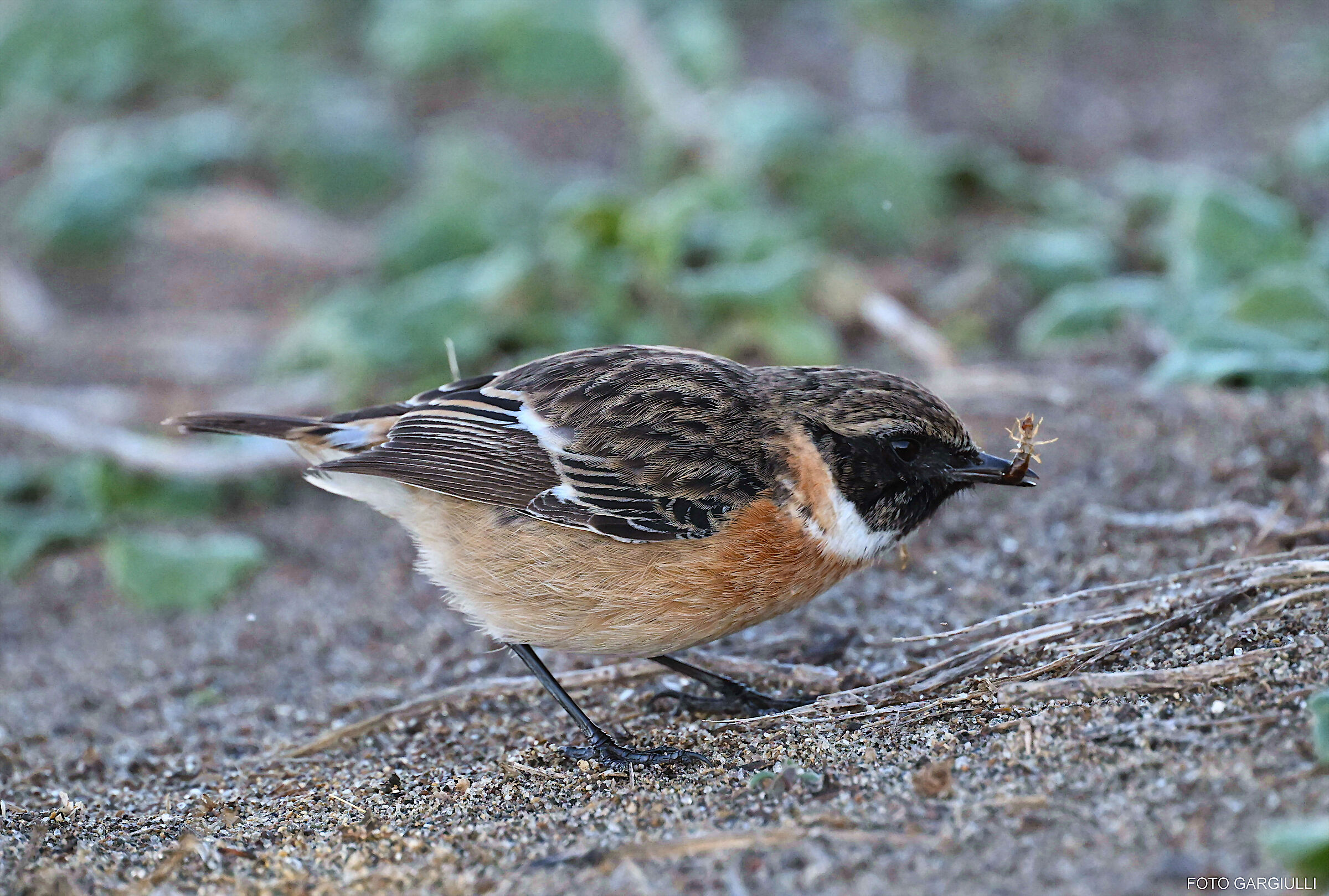 Male Stonechatter with Prey