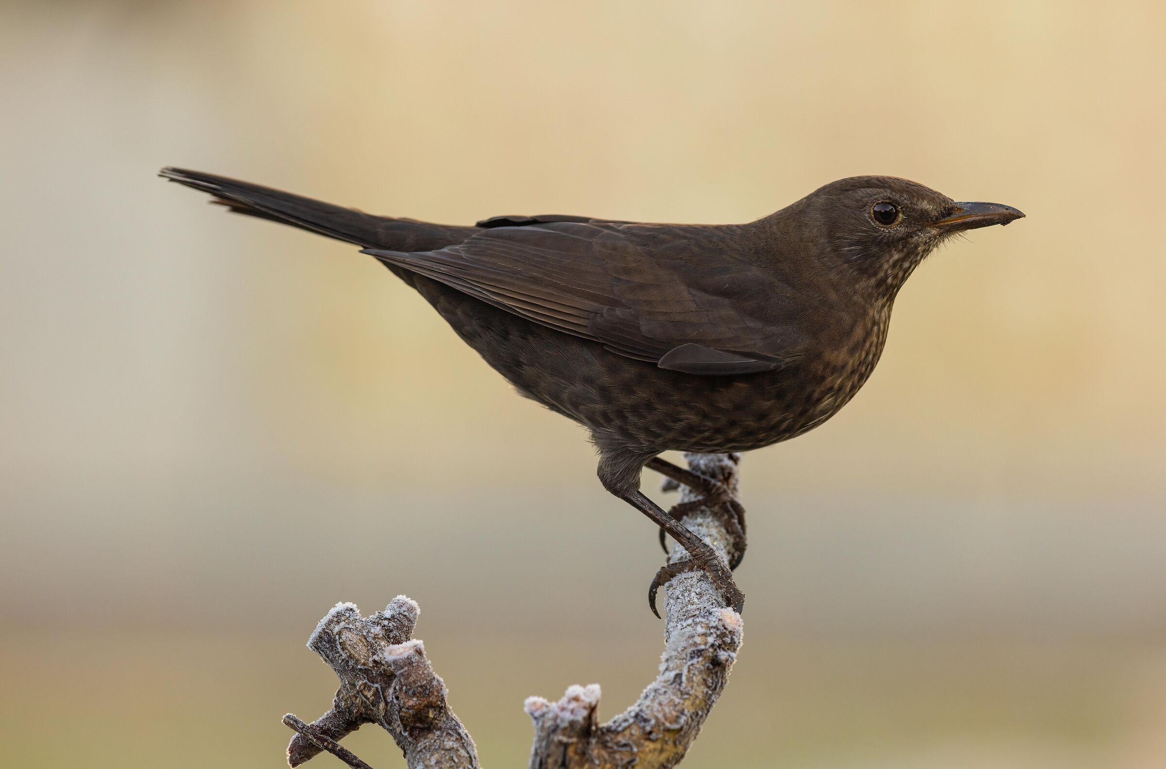 Frozen blackbird