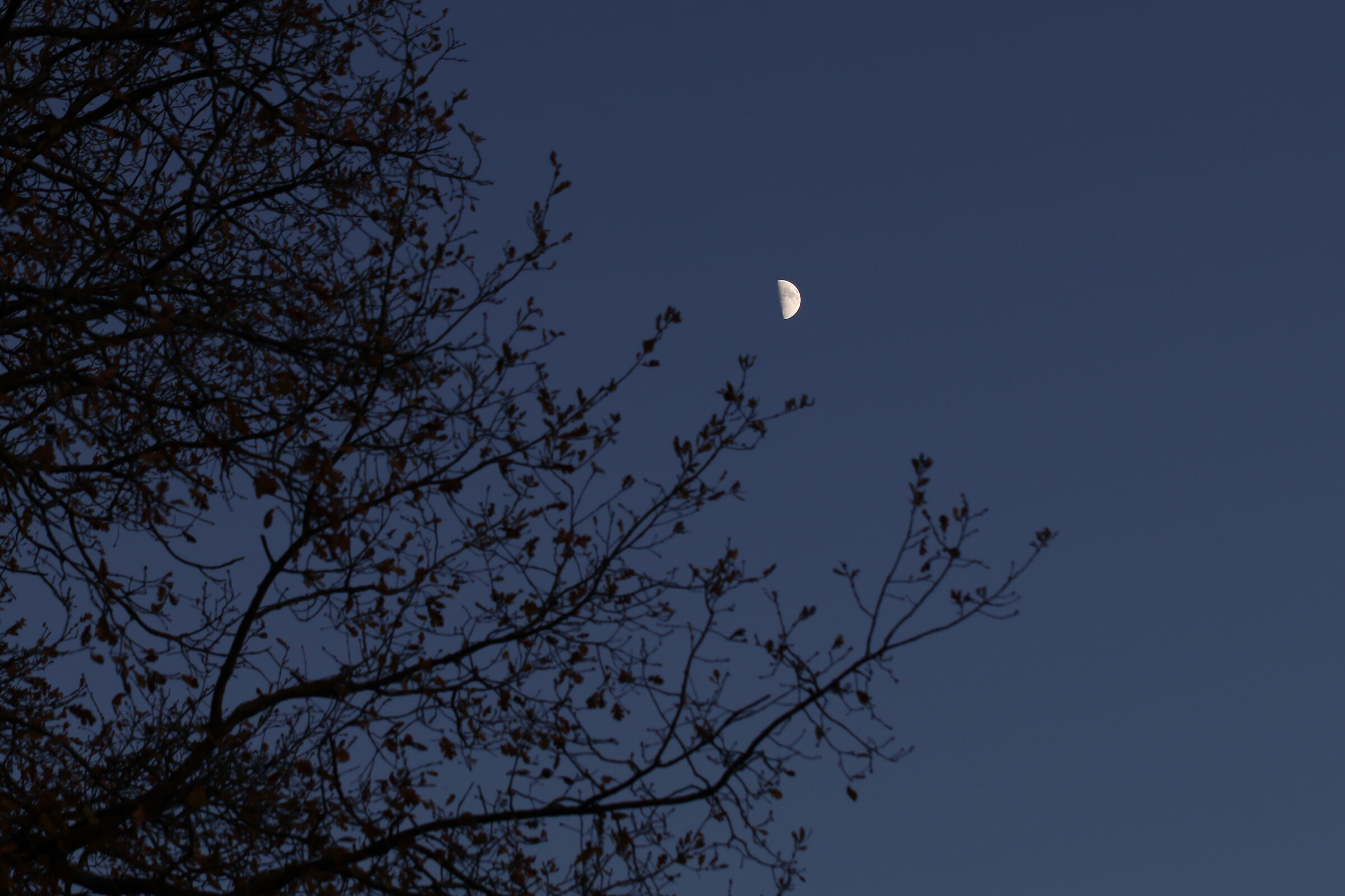 Luna mezzo quarto con albero