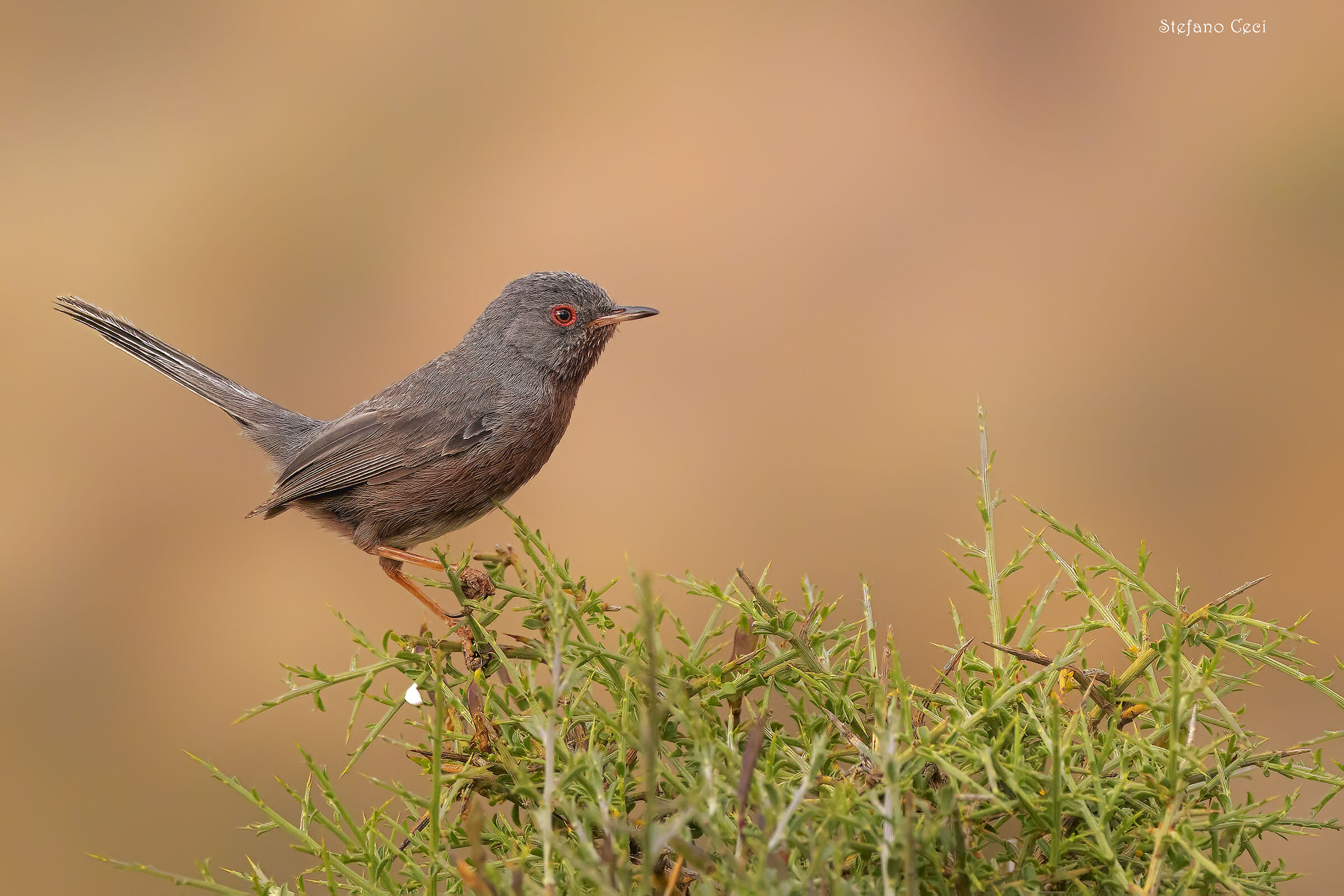Dartford warbler