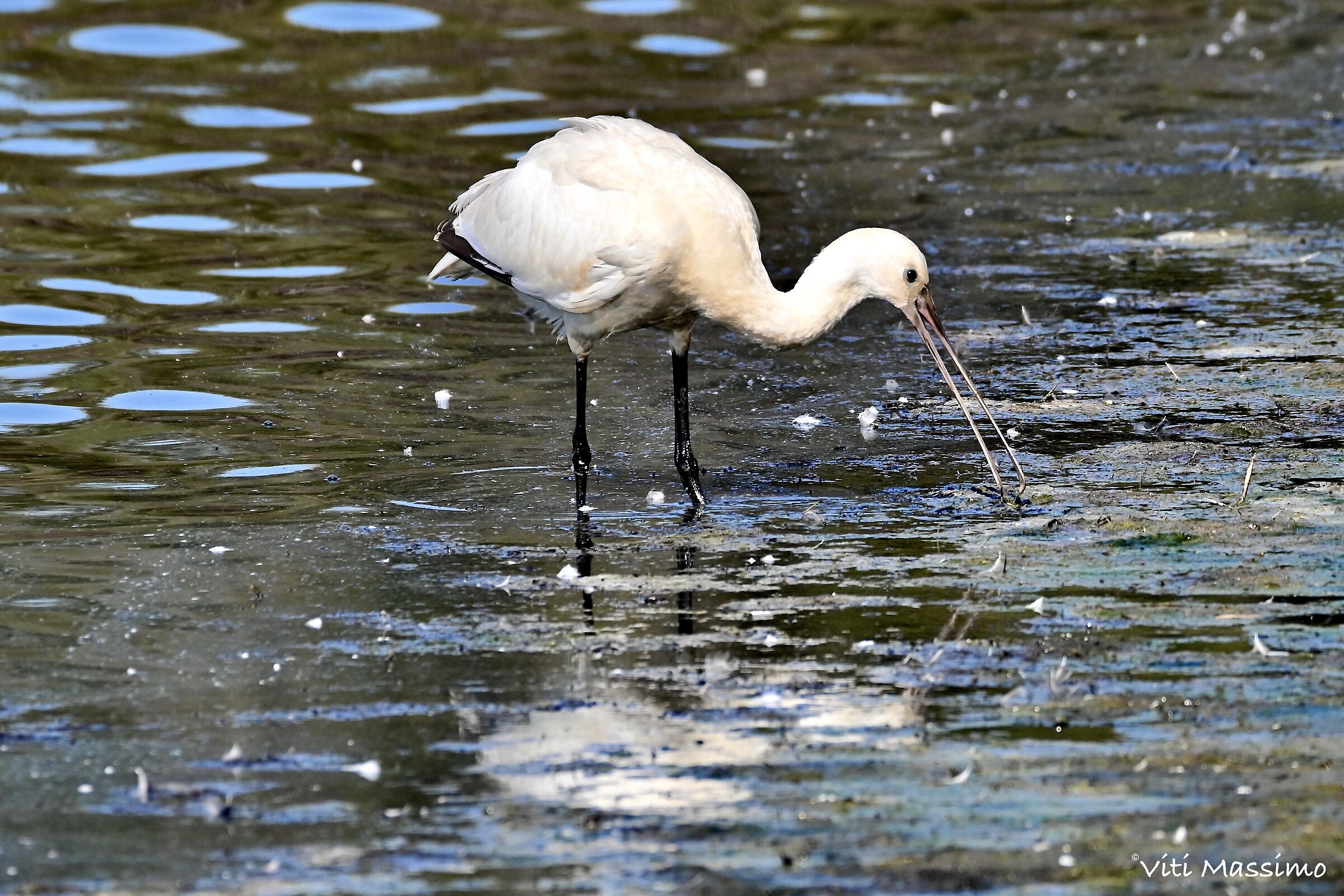 Spoonbill ( Platalea leucorodia )