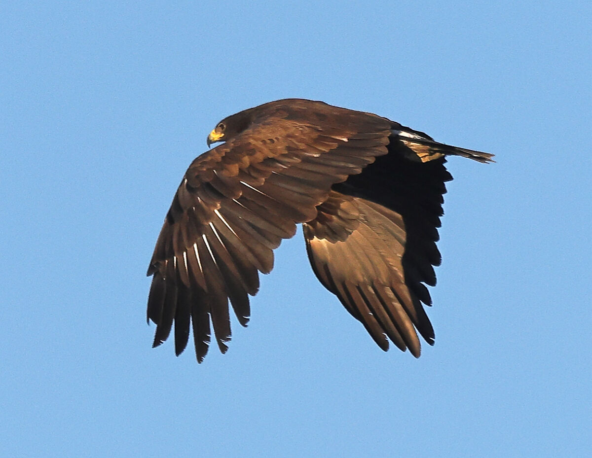 Anatraia Maggiore in trasferta, (Valli di Comacchio).