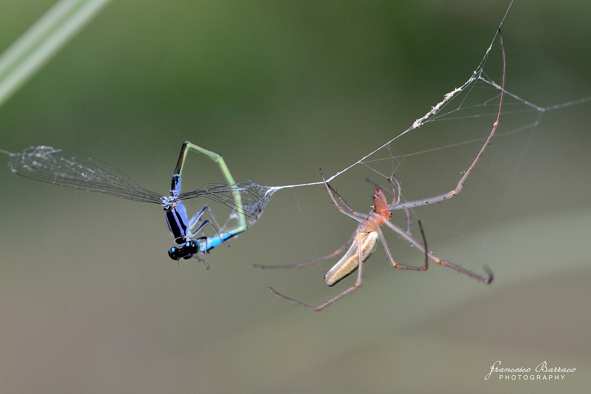 Spider VS Dragonfly