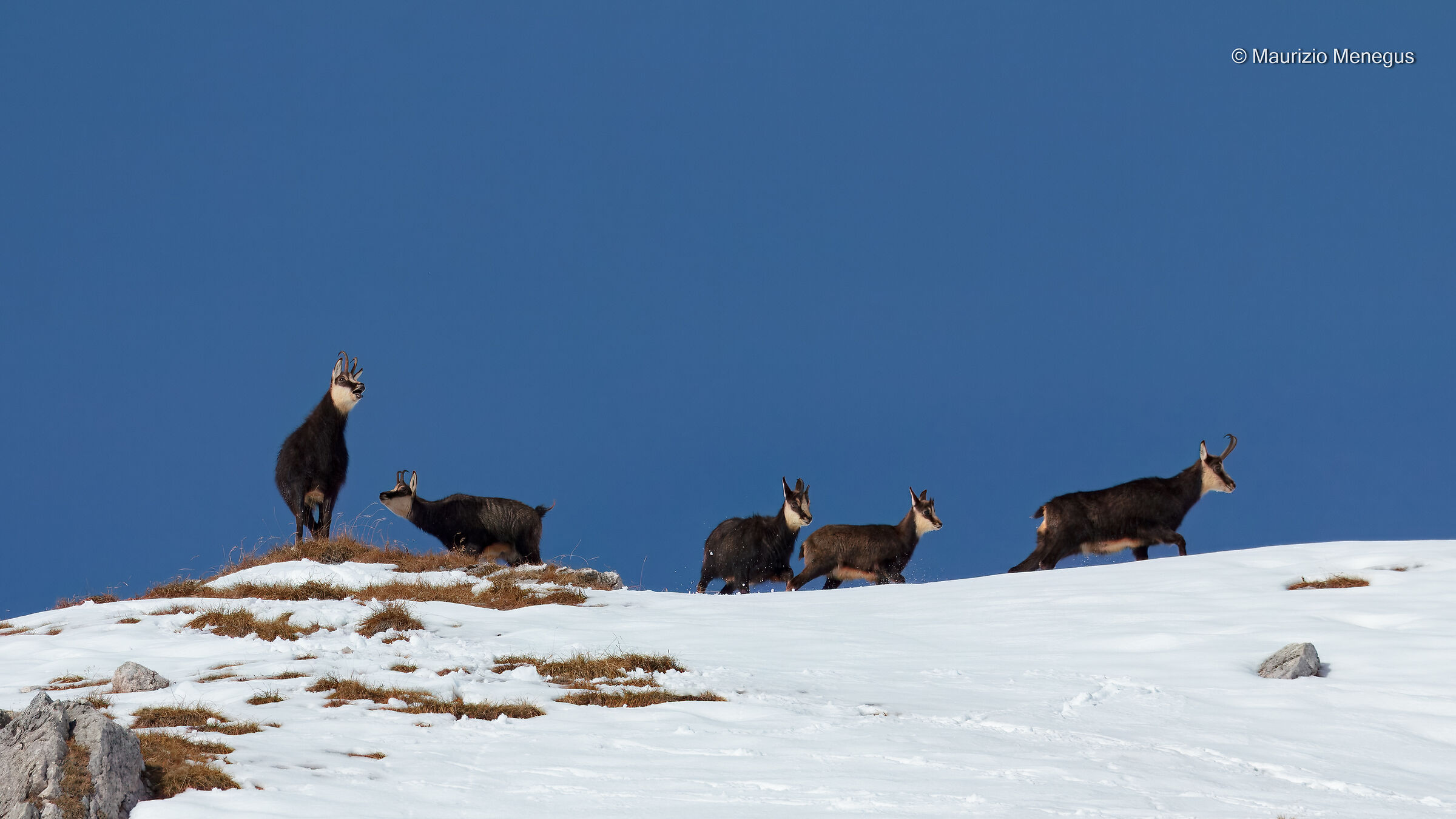 Chamois