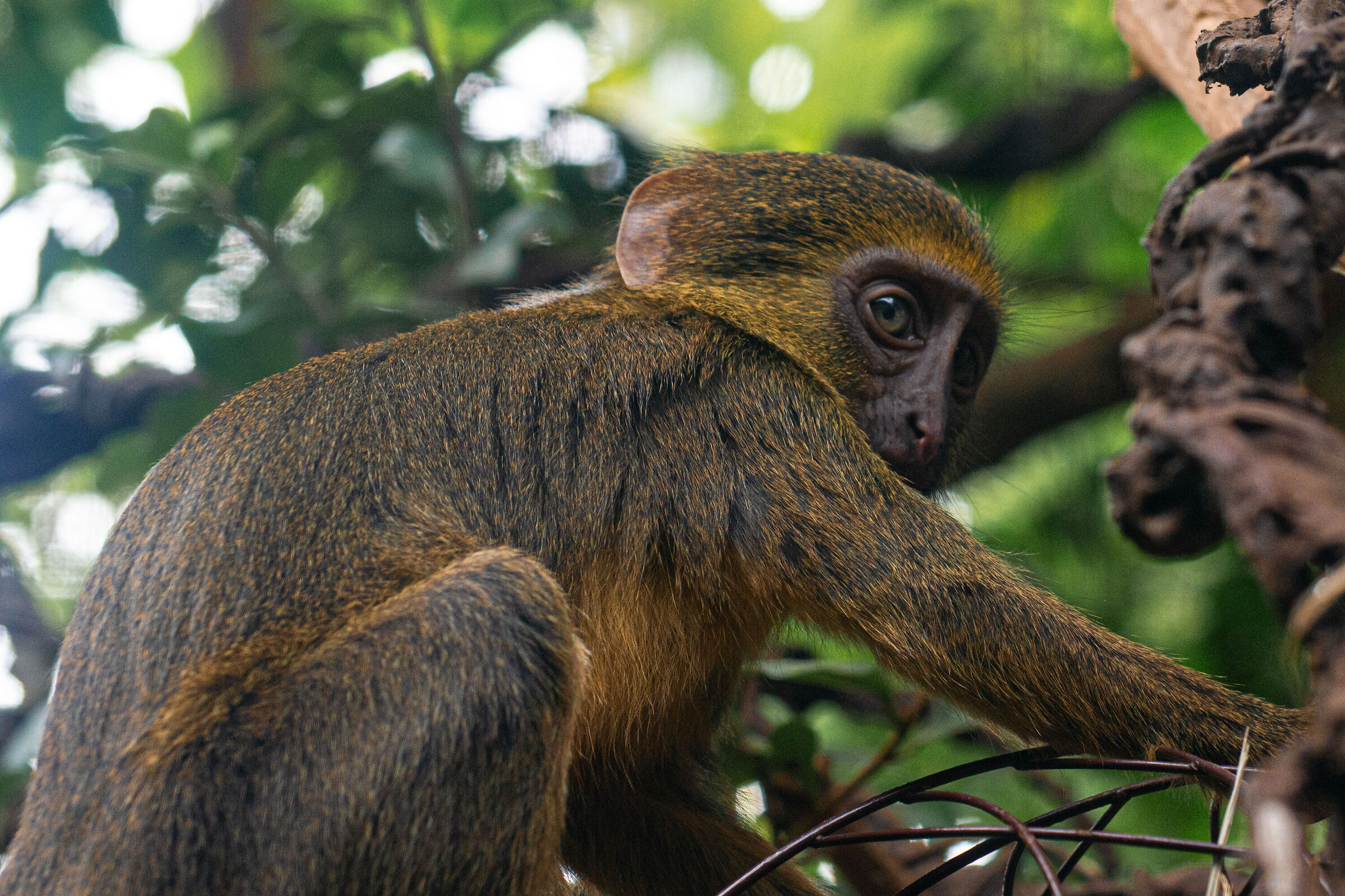 Capuchin Cebo Zoo Leipzig