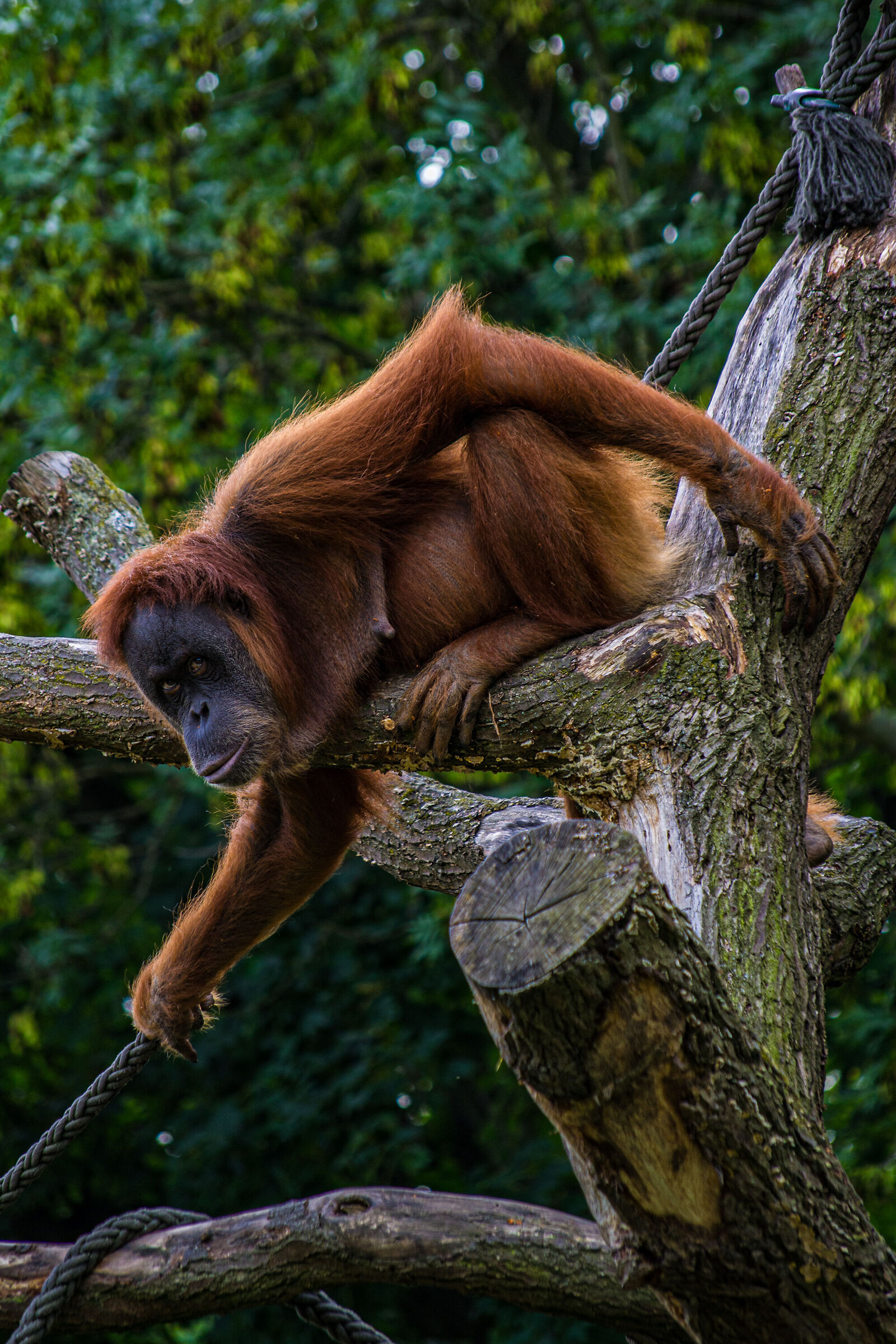 Orangutan Zoo Leipzig