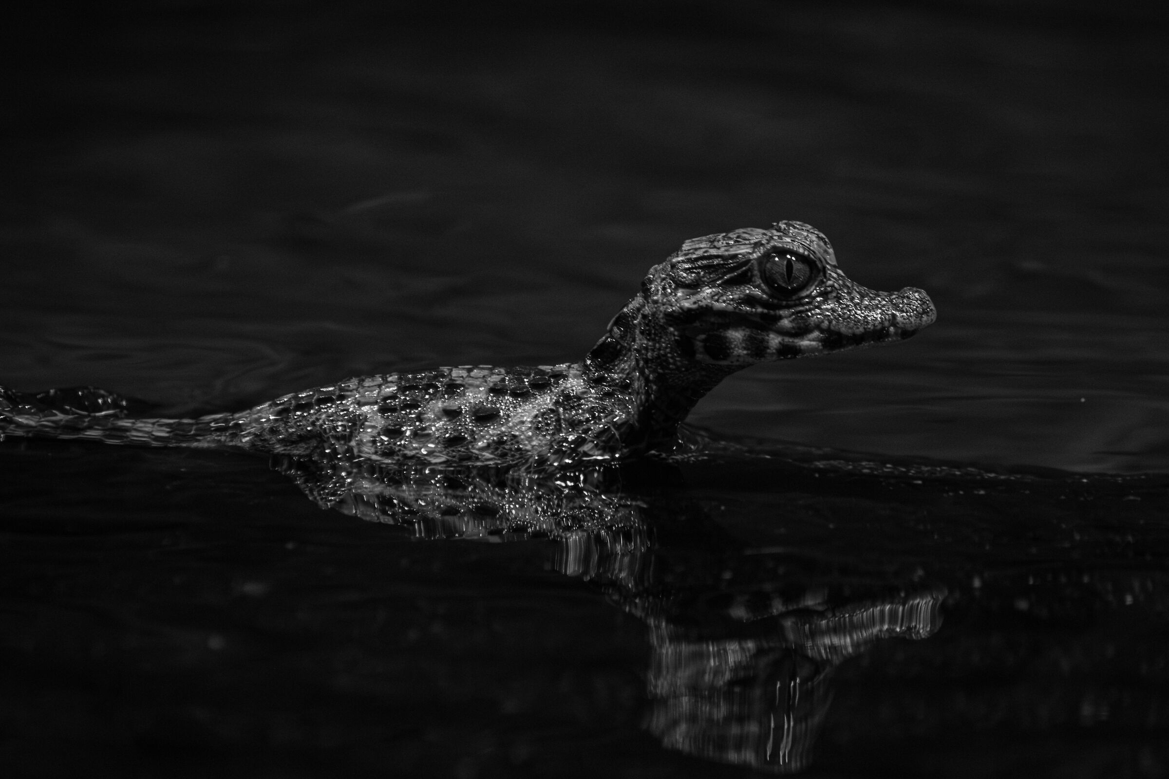 Baby Croc Zoo Leipzig