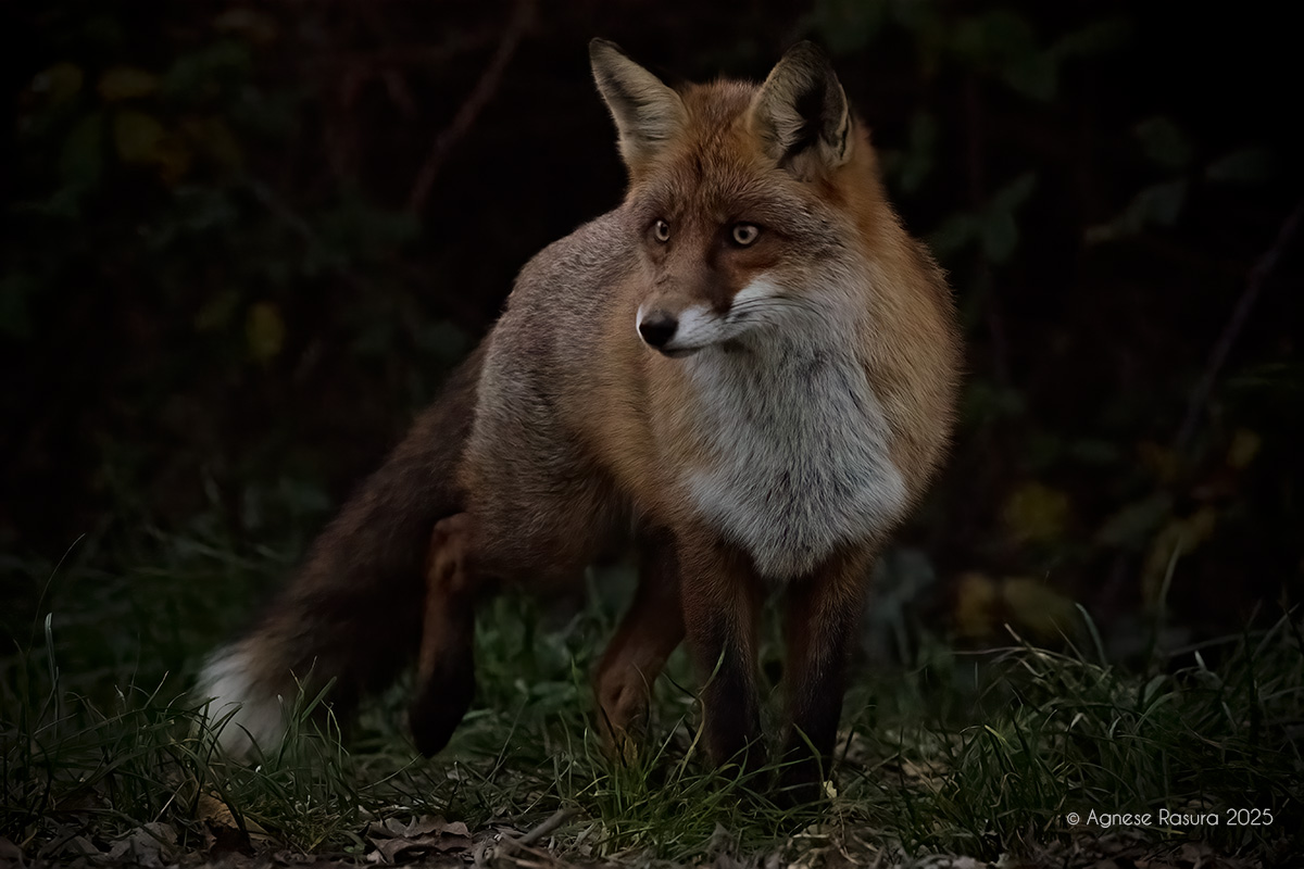 Fox
