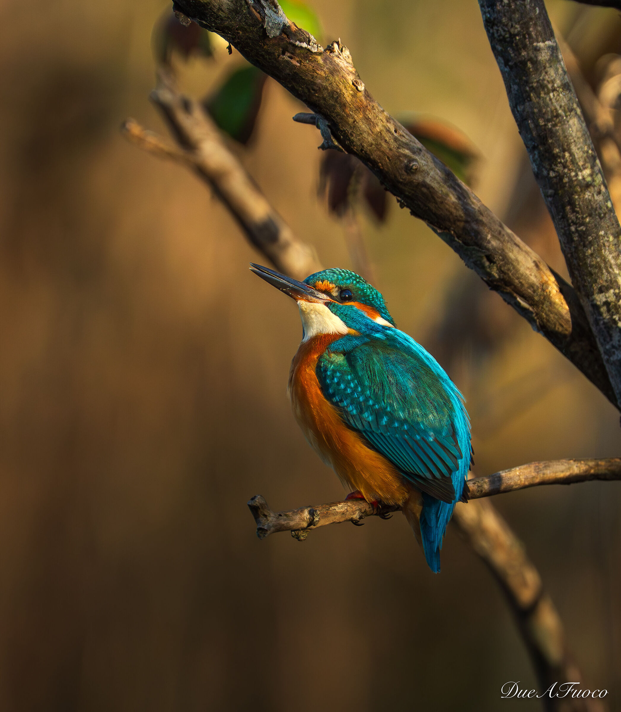 Kingfisher