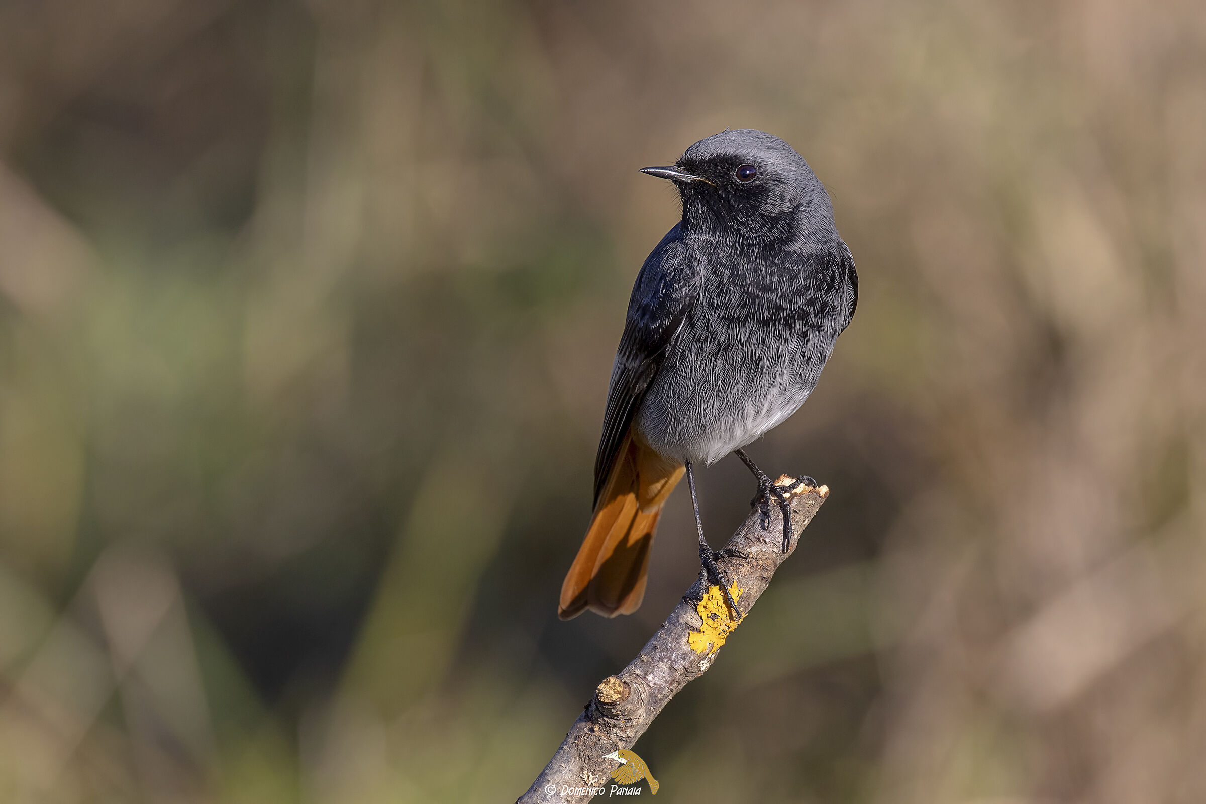 codirosso spazzacamino