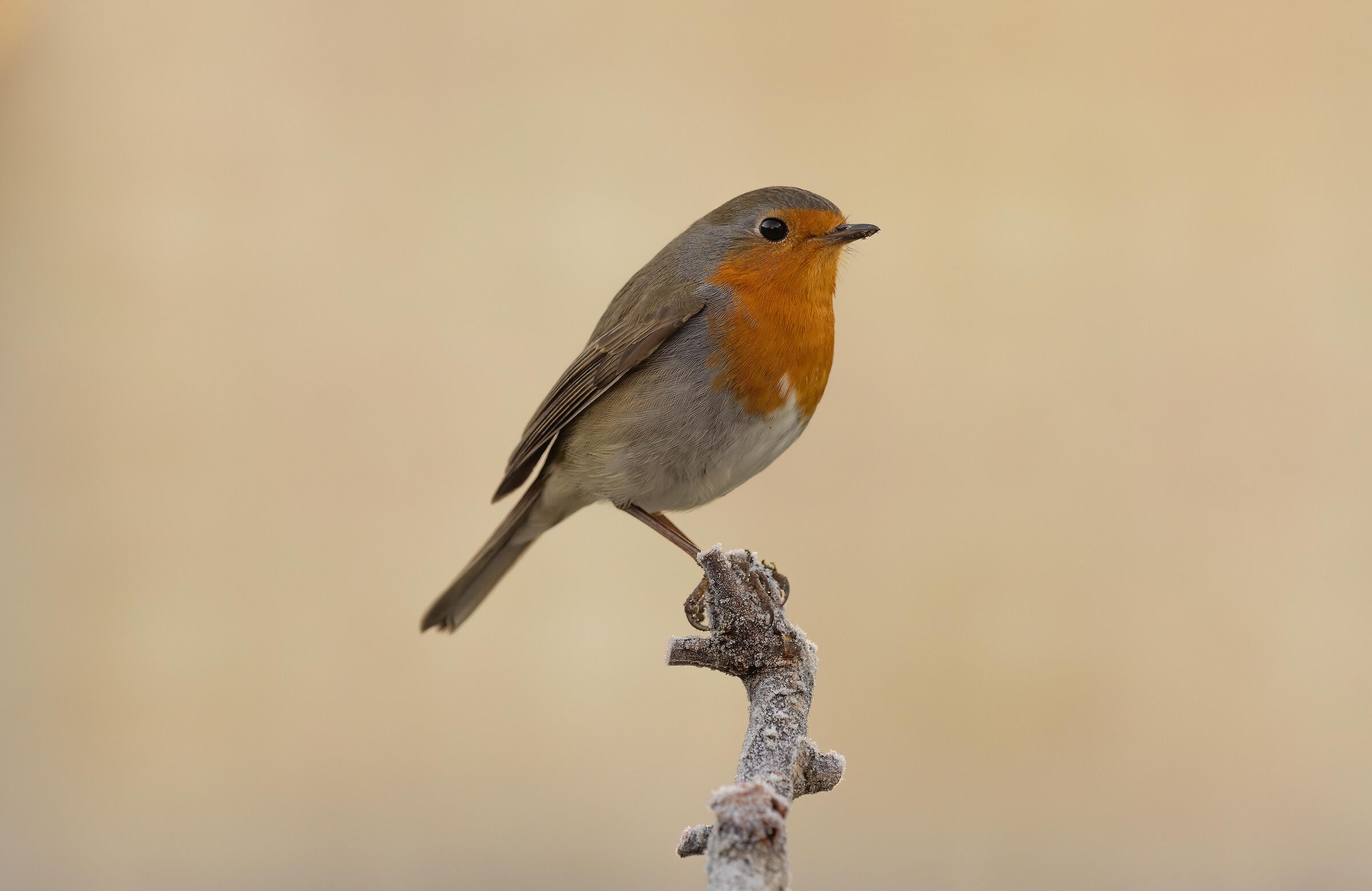Robin