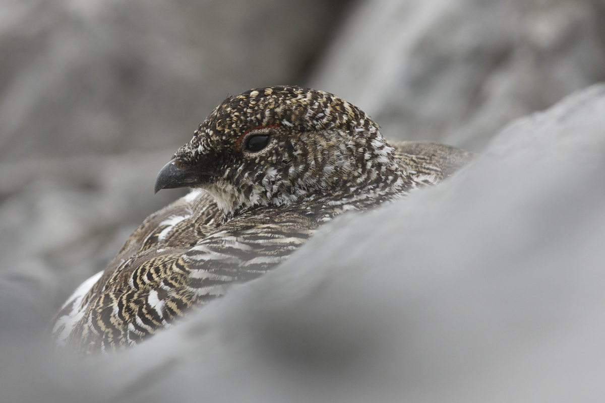 risveglio dall'inverno