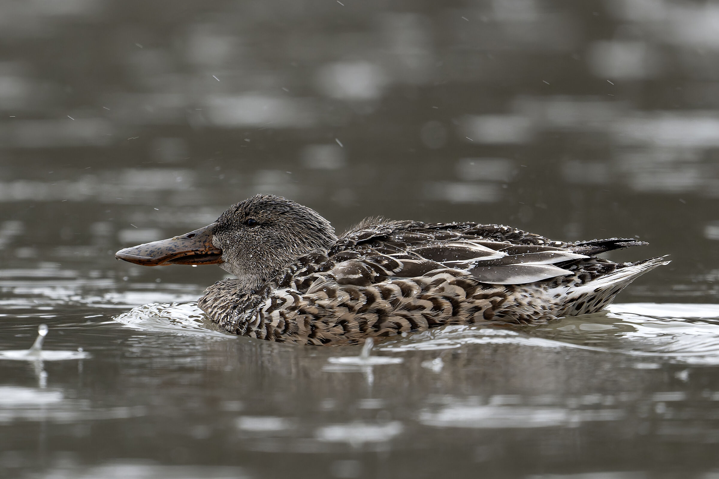 Shoveler in the rain