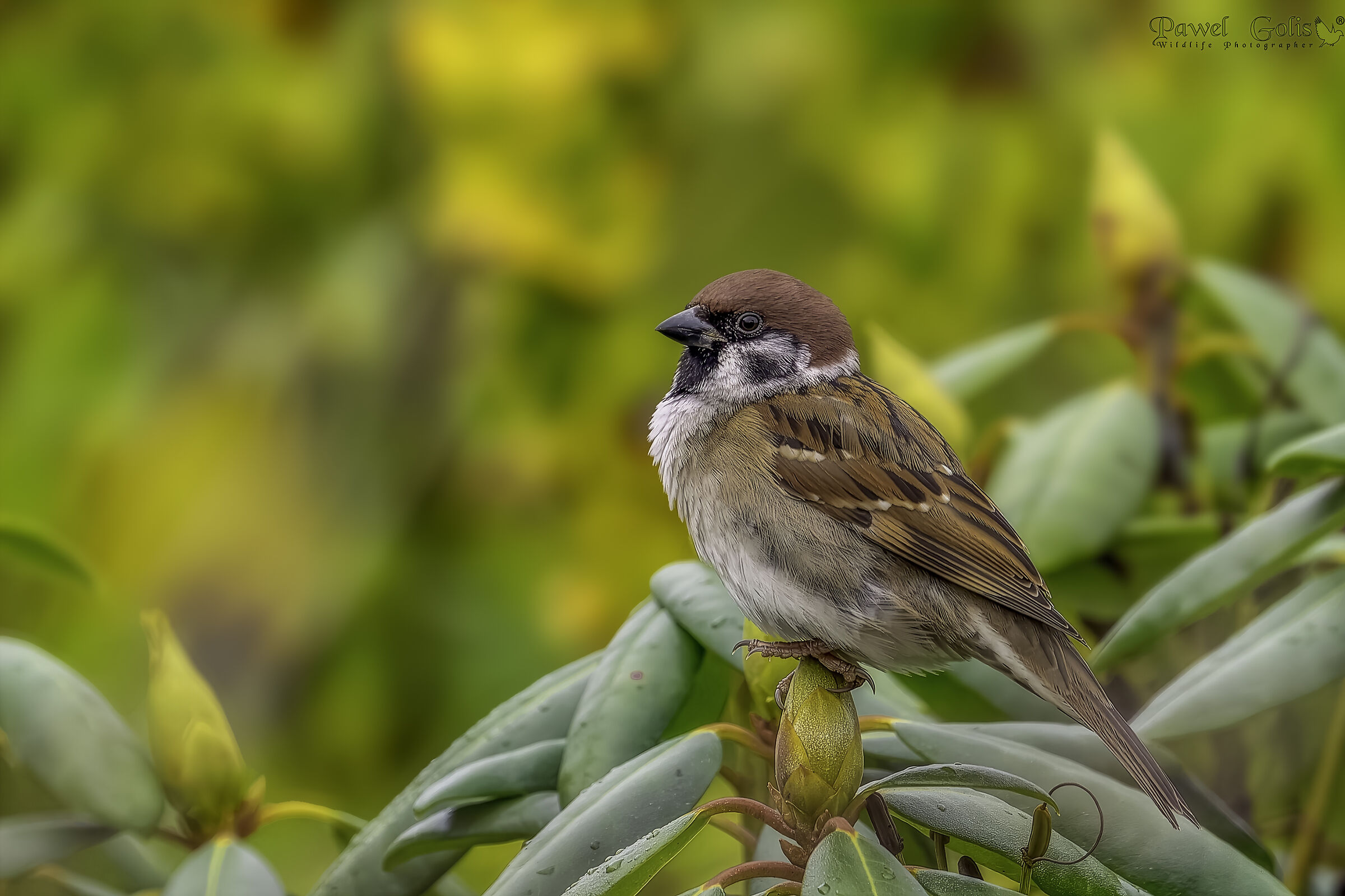 Eurasian tree sparrow (Passer montanus)