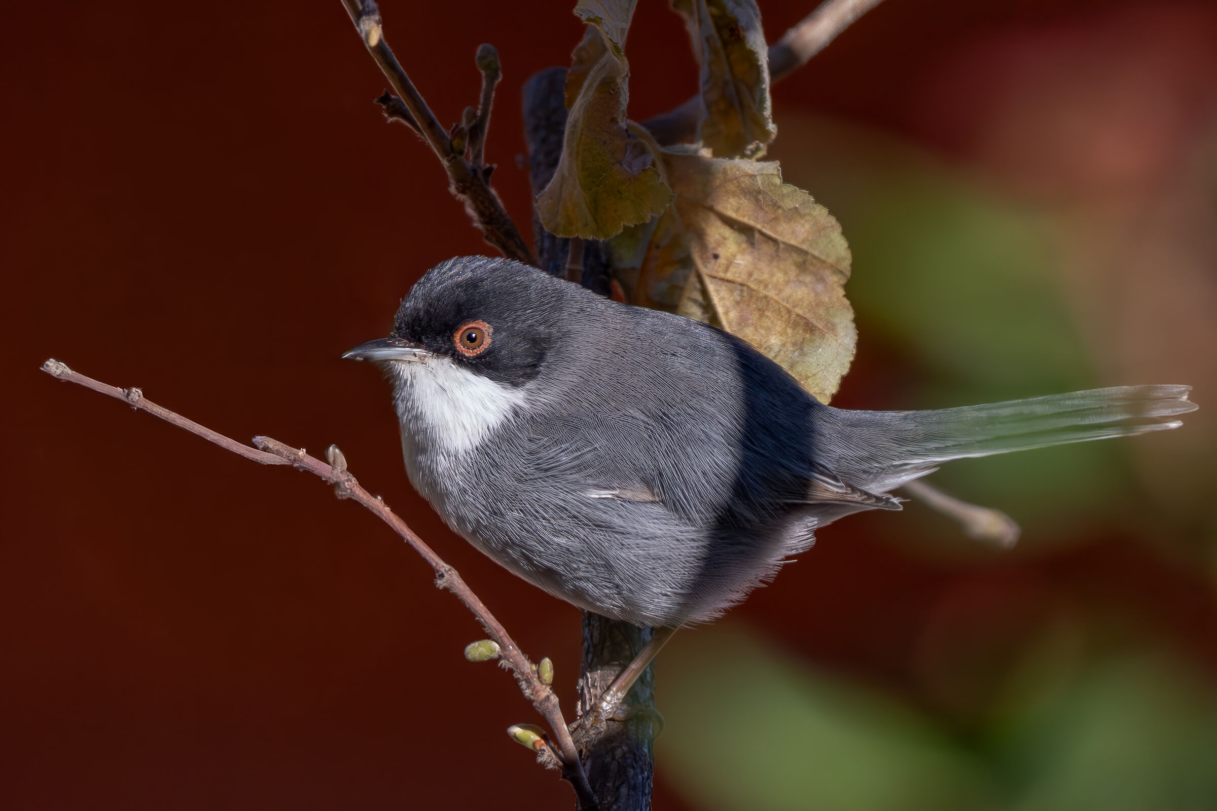 Male Warbler