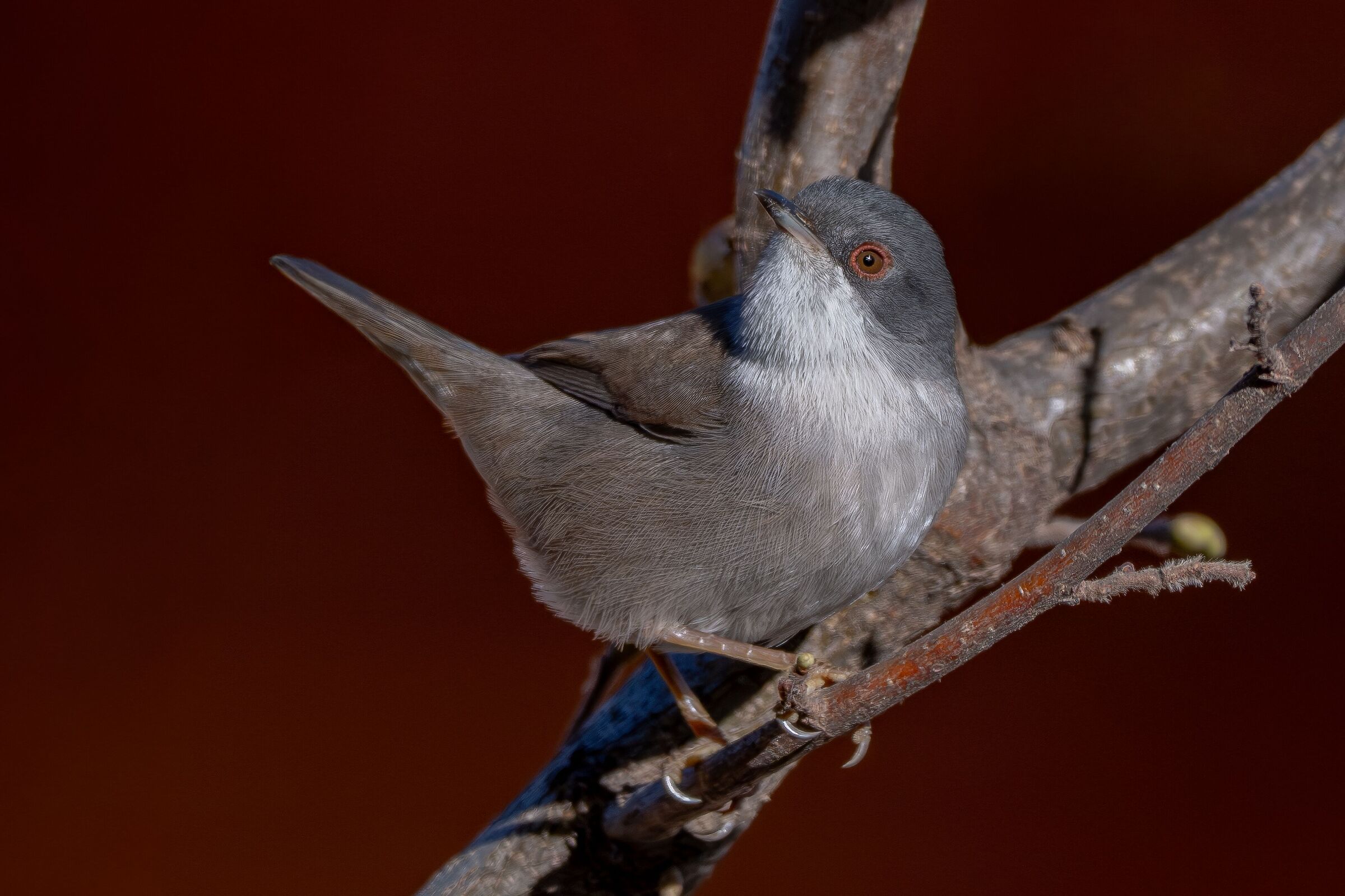 Scalloped Eye Female