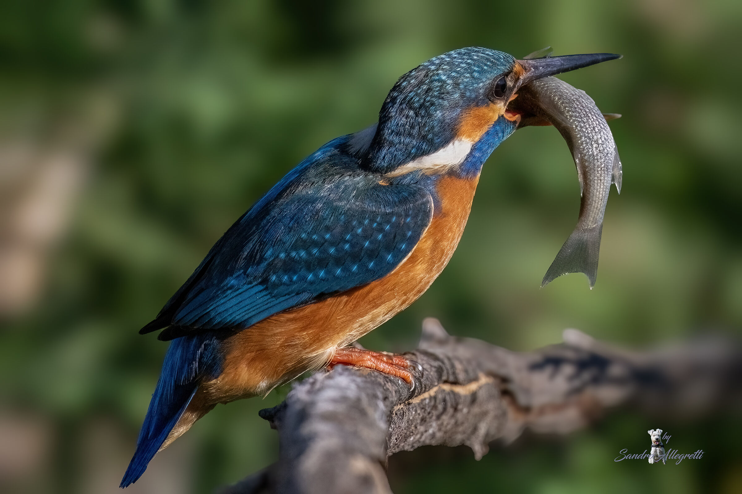 Il martin pescatore (alcedo atthis)