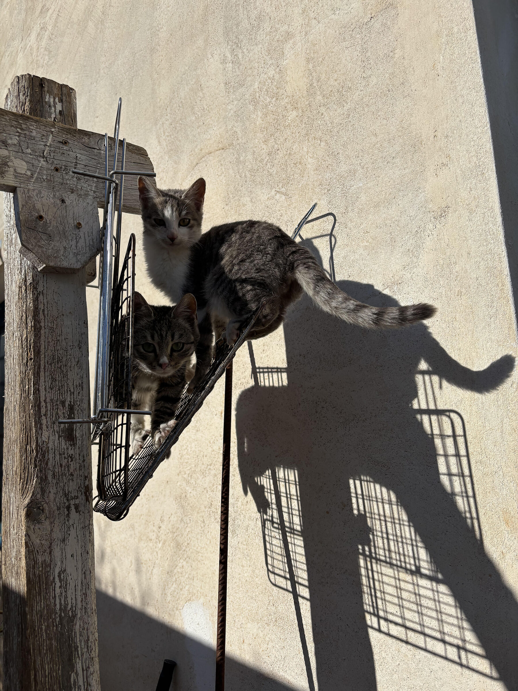 Graticola che bontà