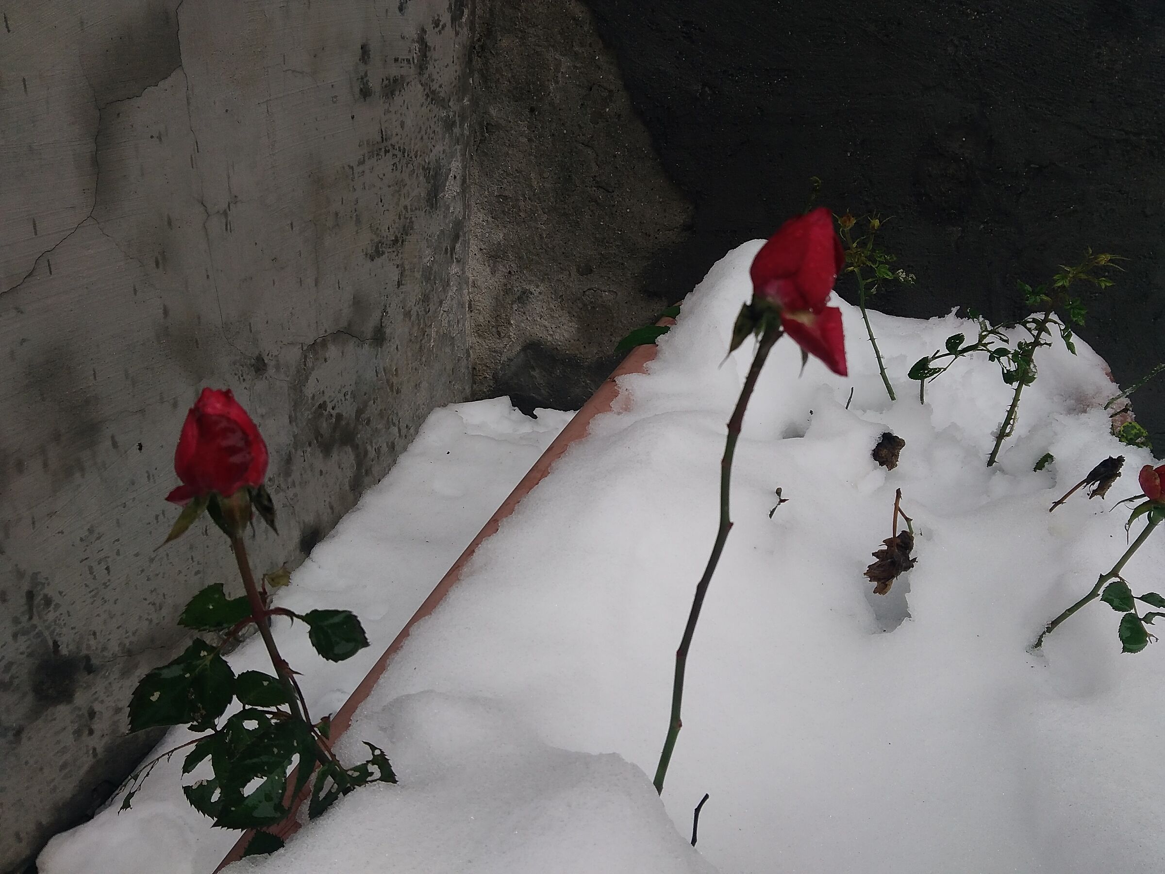 Rose sotto la neve 5 12 2020