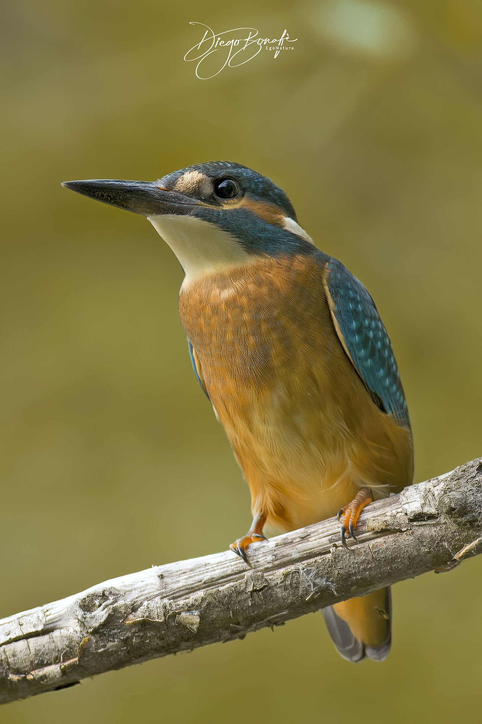 Martin pescatore (M)