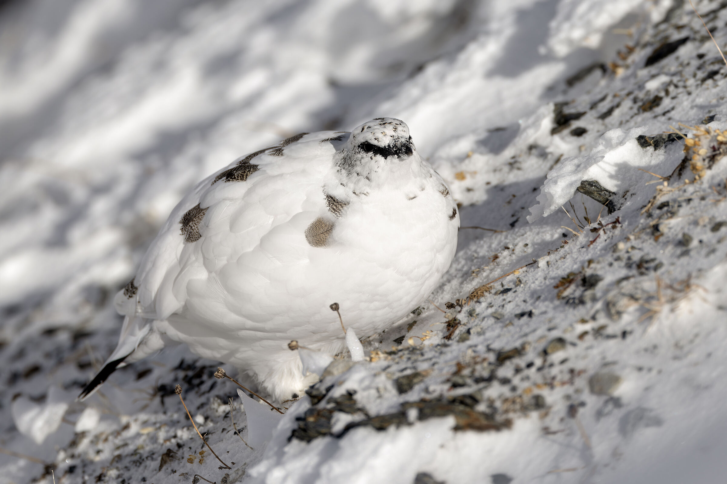 Ptarmigan