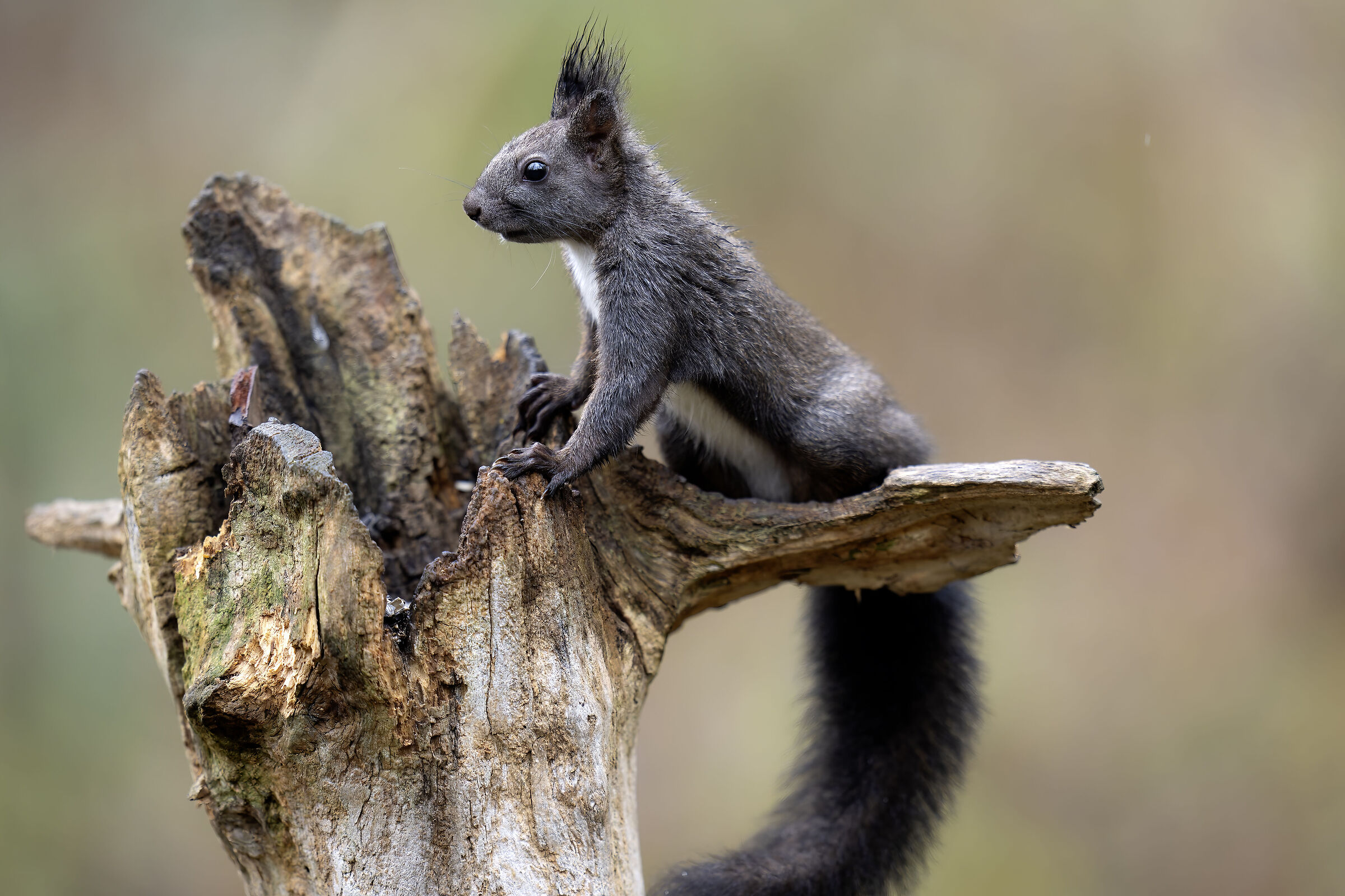 The squirrel in Alviano