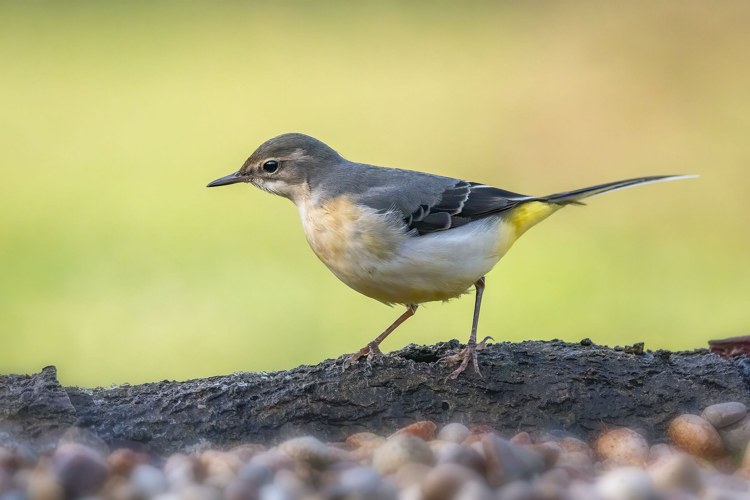 Grey wagtail