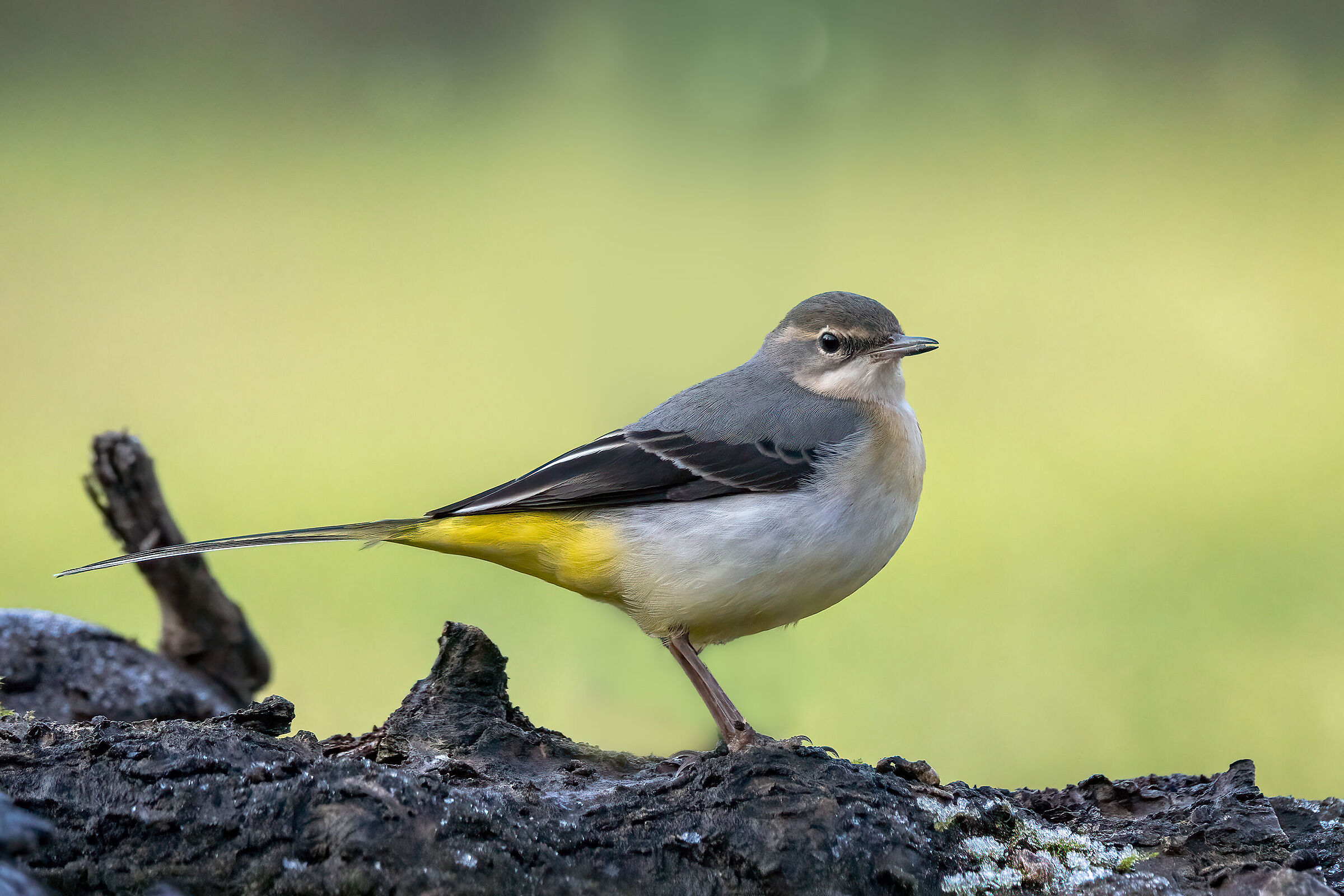 Grey wagtail