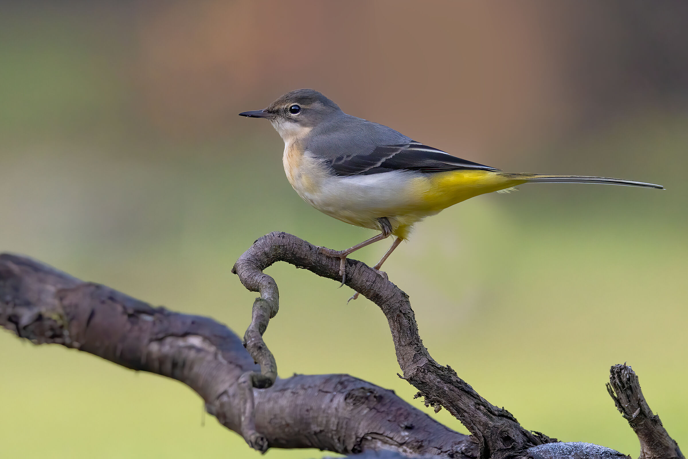 Grey wagtail