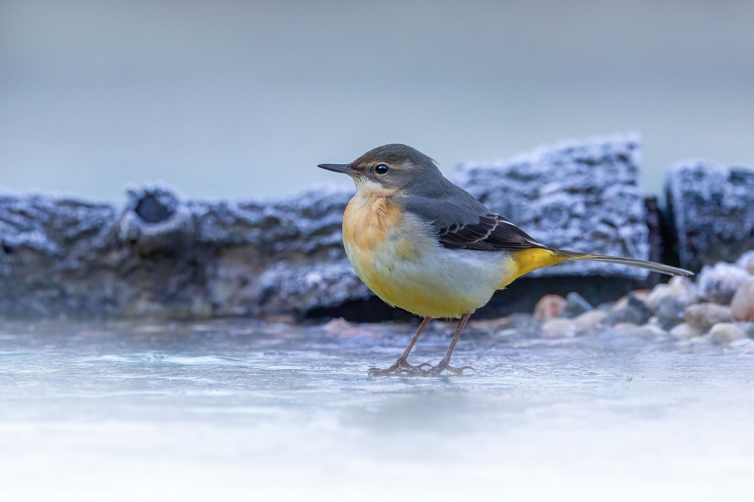 Grey wagtail