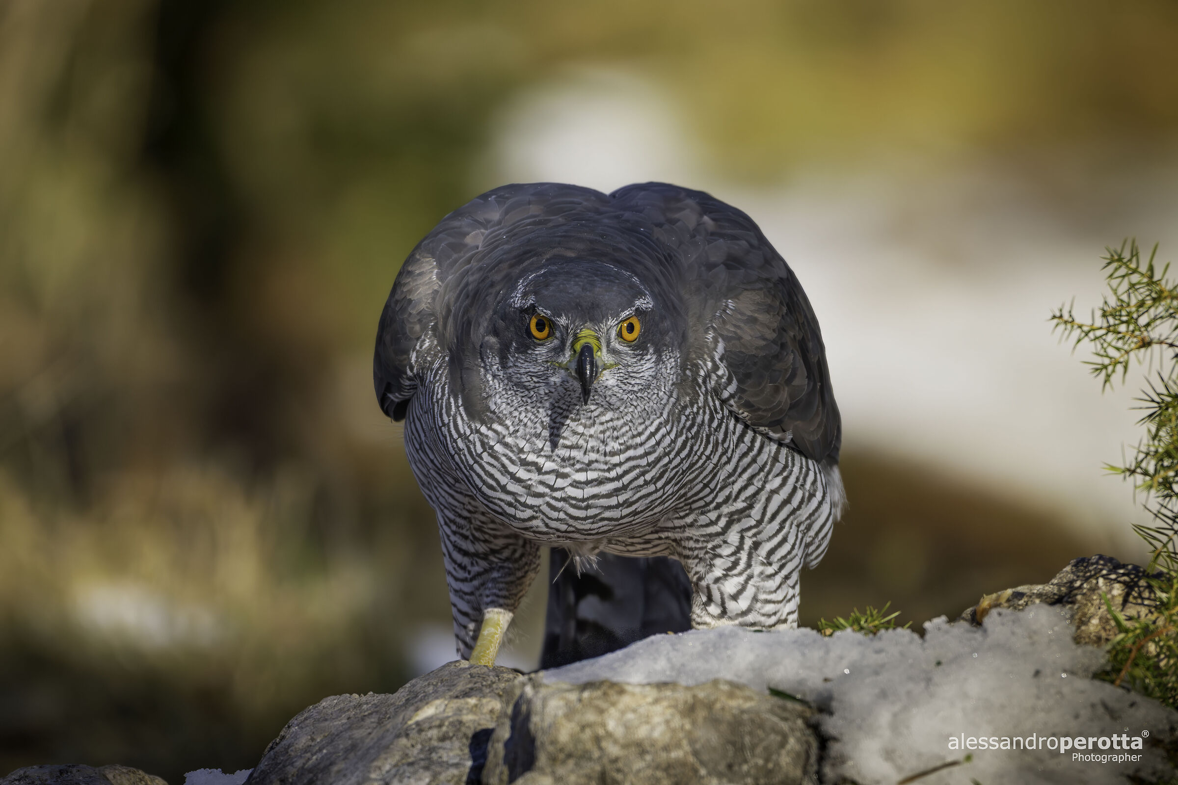 Accipiter gentilis