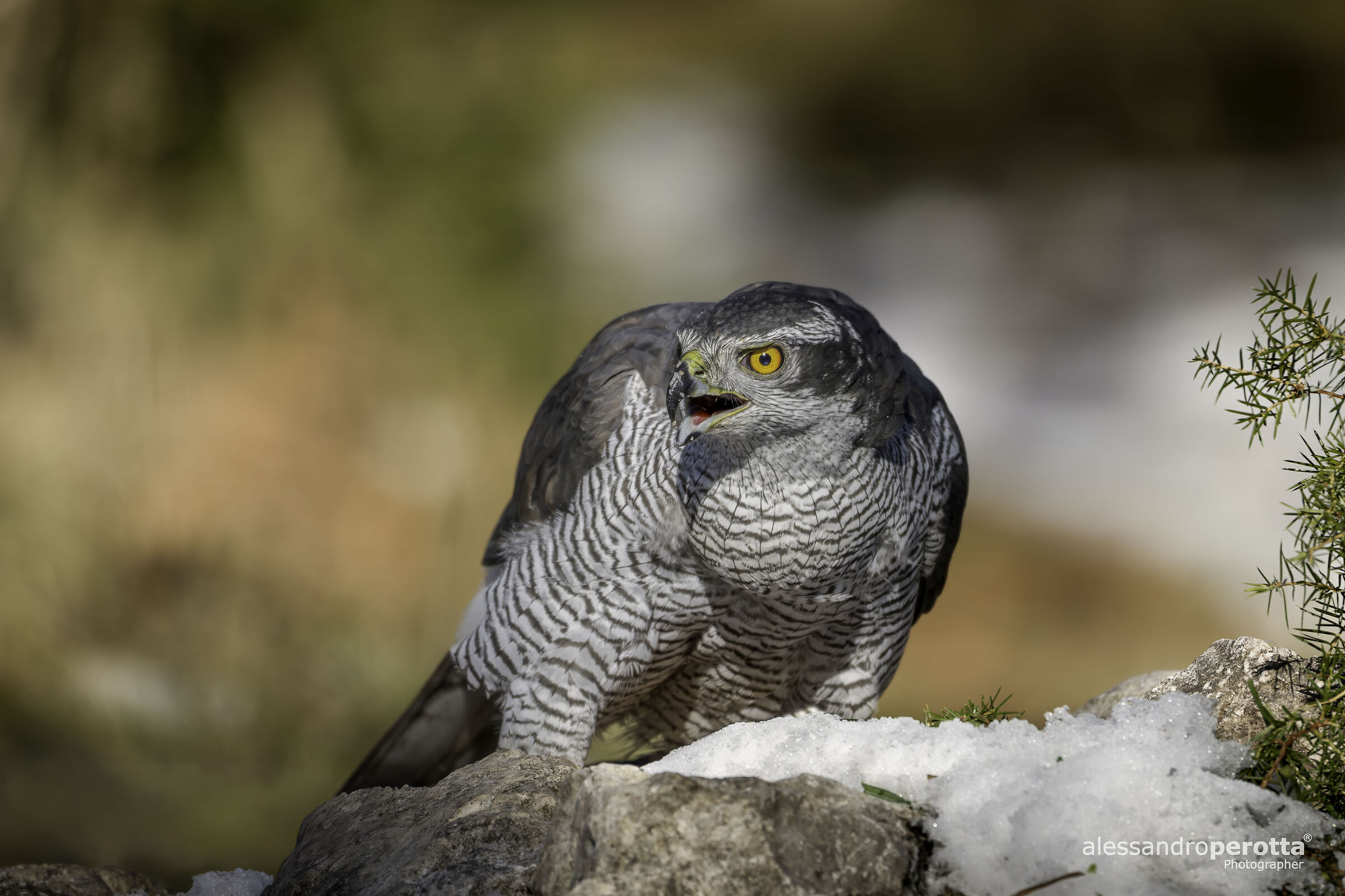 Accipiter gentilis