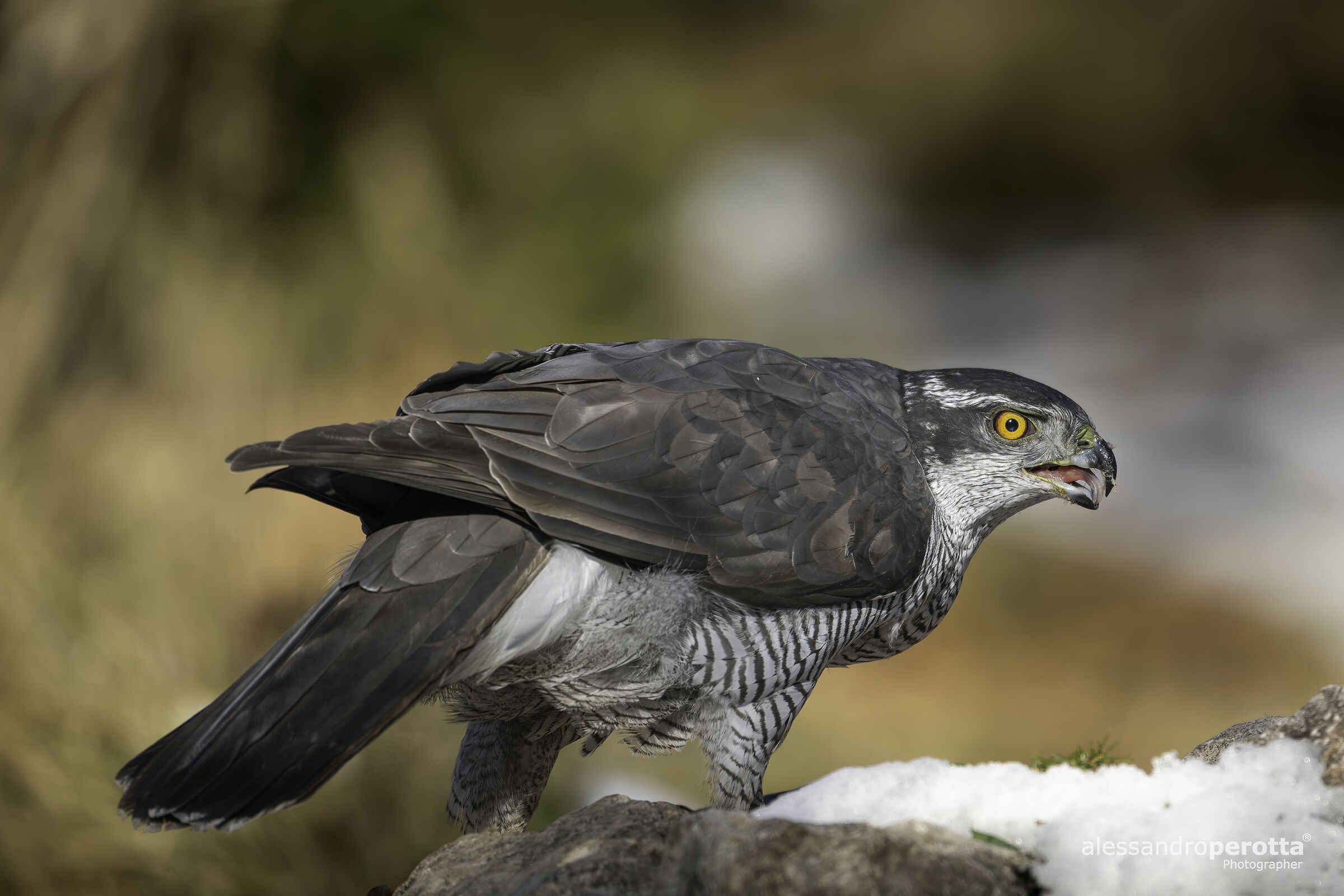 Accipiter gentilis