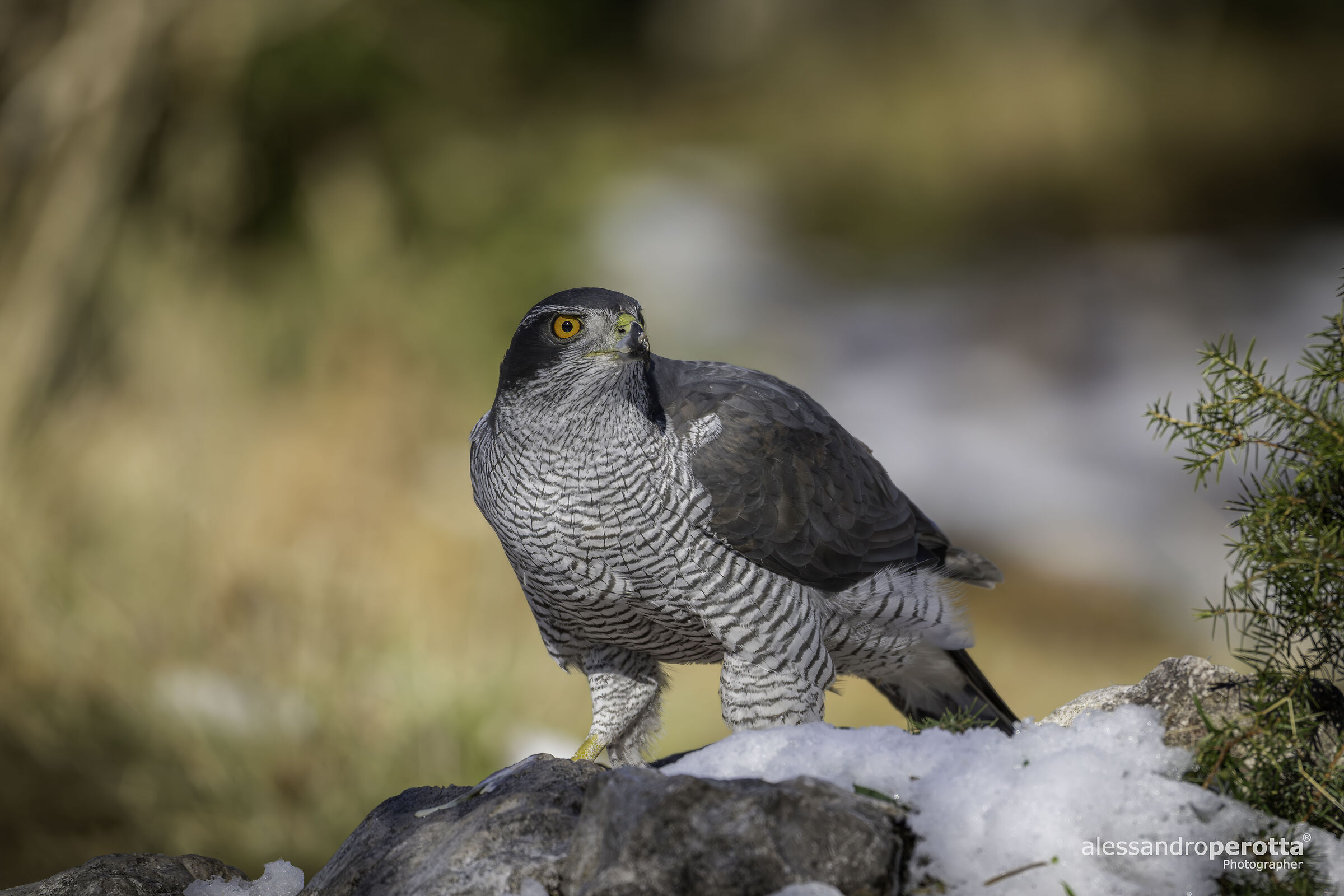 Accipiter gentilis