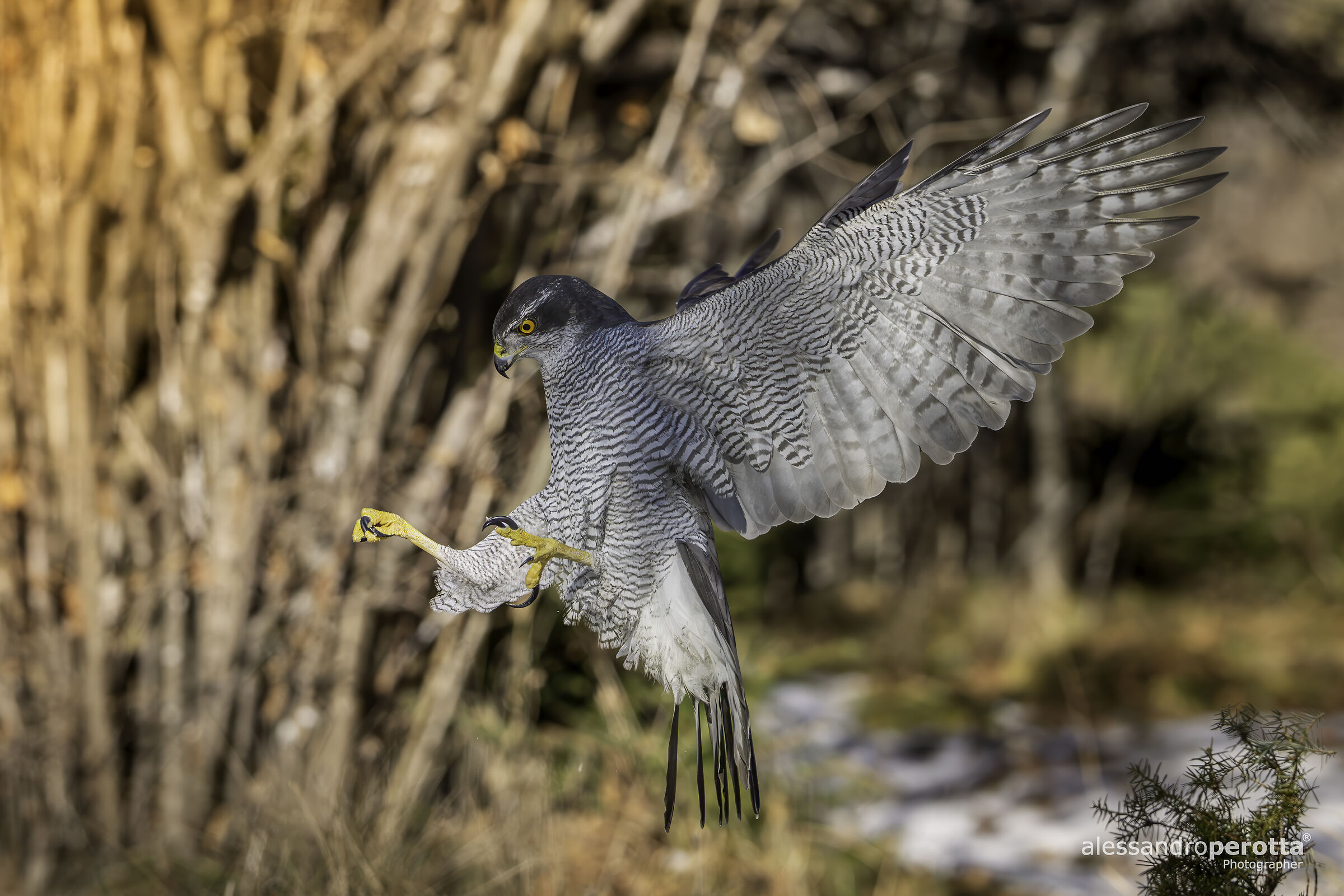 Accipiter gentilis