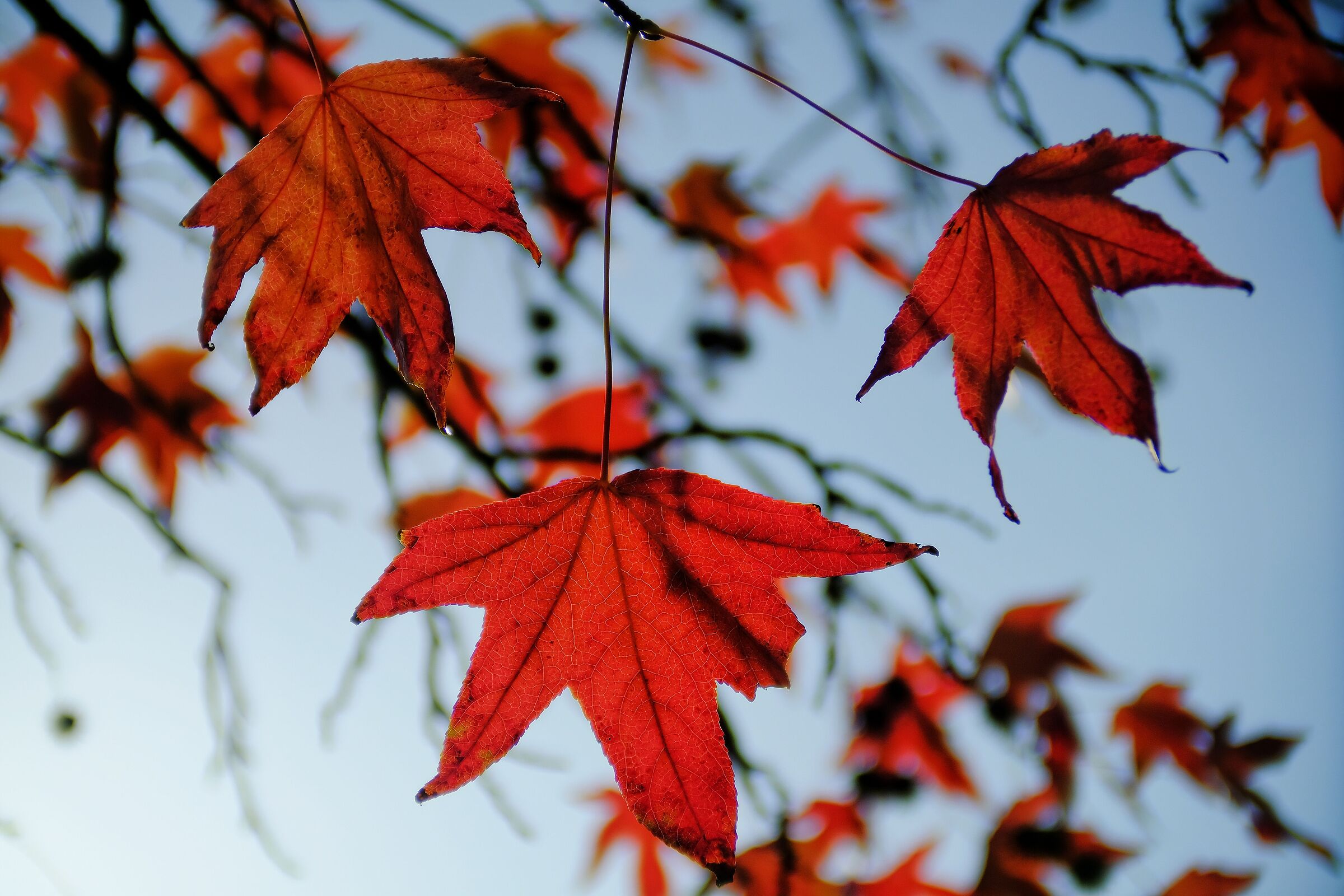 Novembre rosso