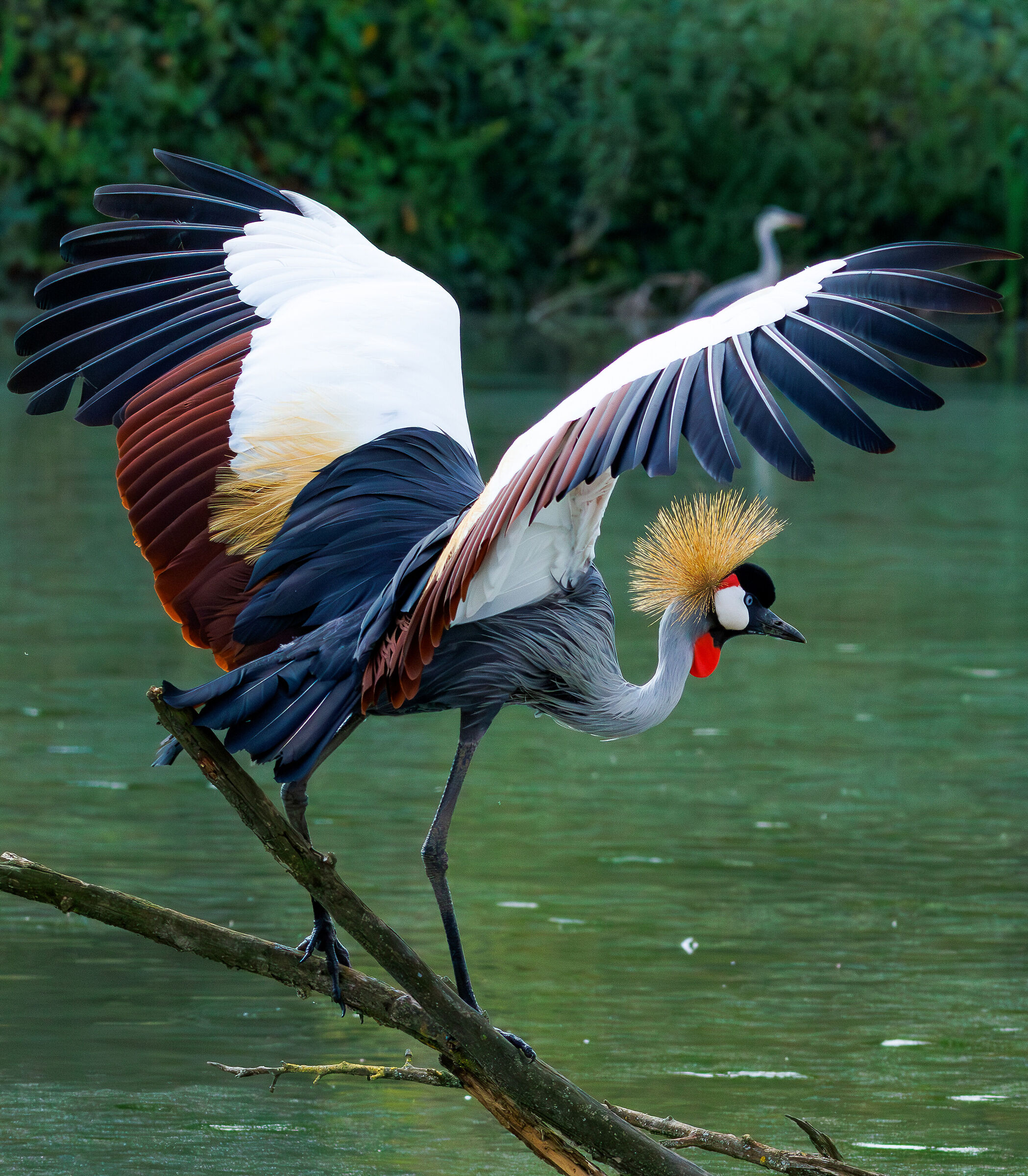 Gru Coronata