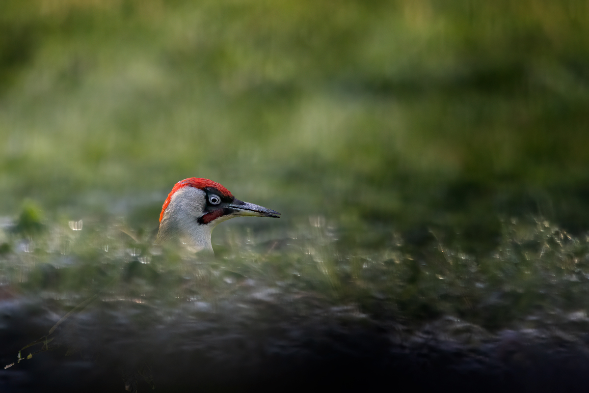 Picchio verde molto ambientato...