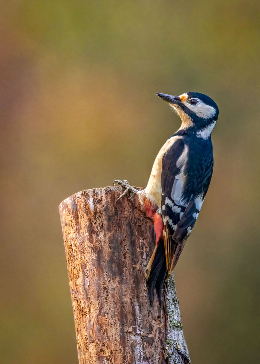Picchio rosso maggiore &female;