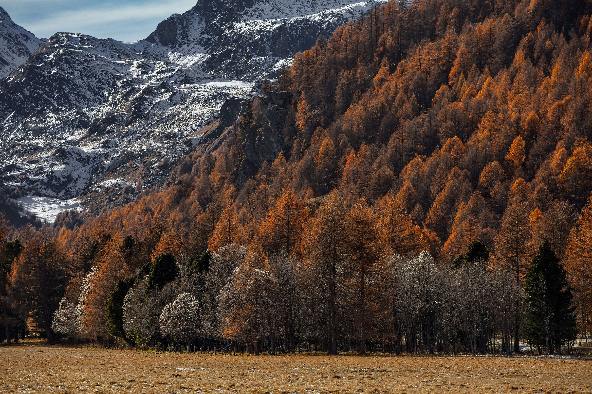 Larici in Engadina