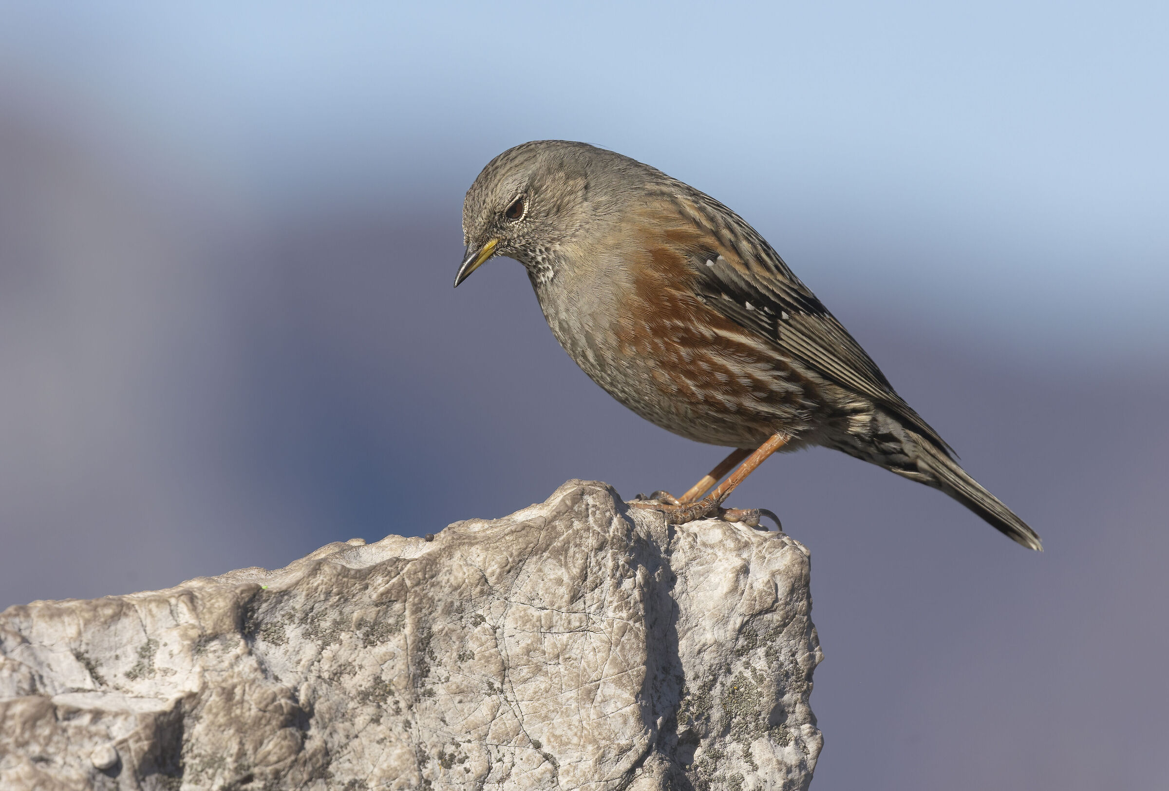 sordone in cima al mondo