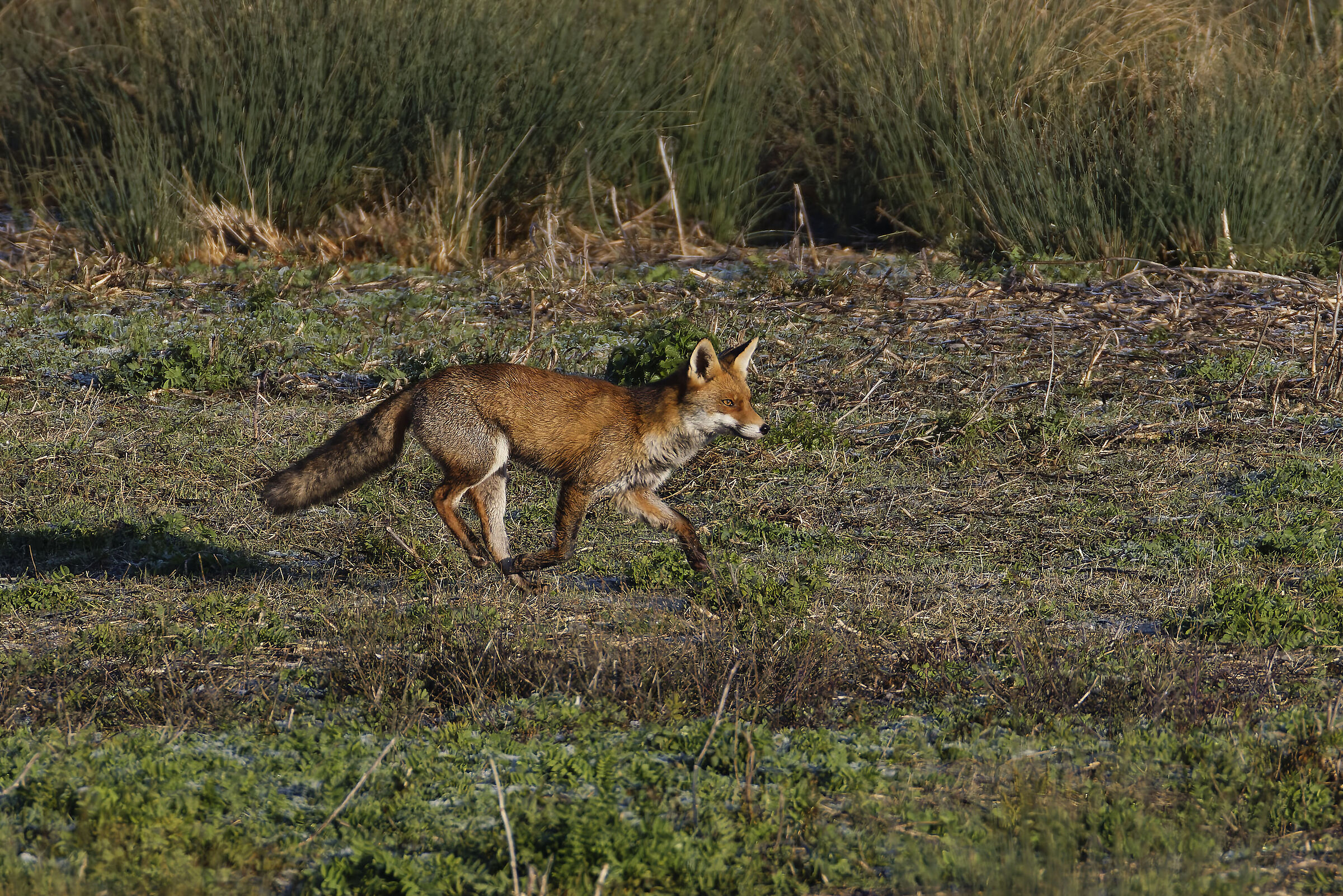 First light of the morning, suddenly...