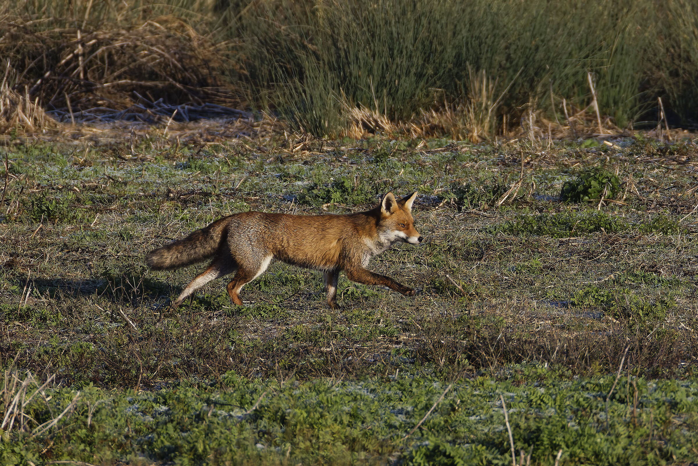 First light of the morning, suddenly...