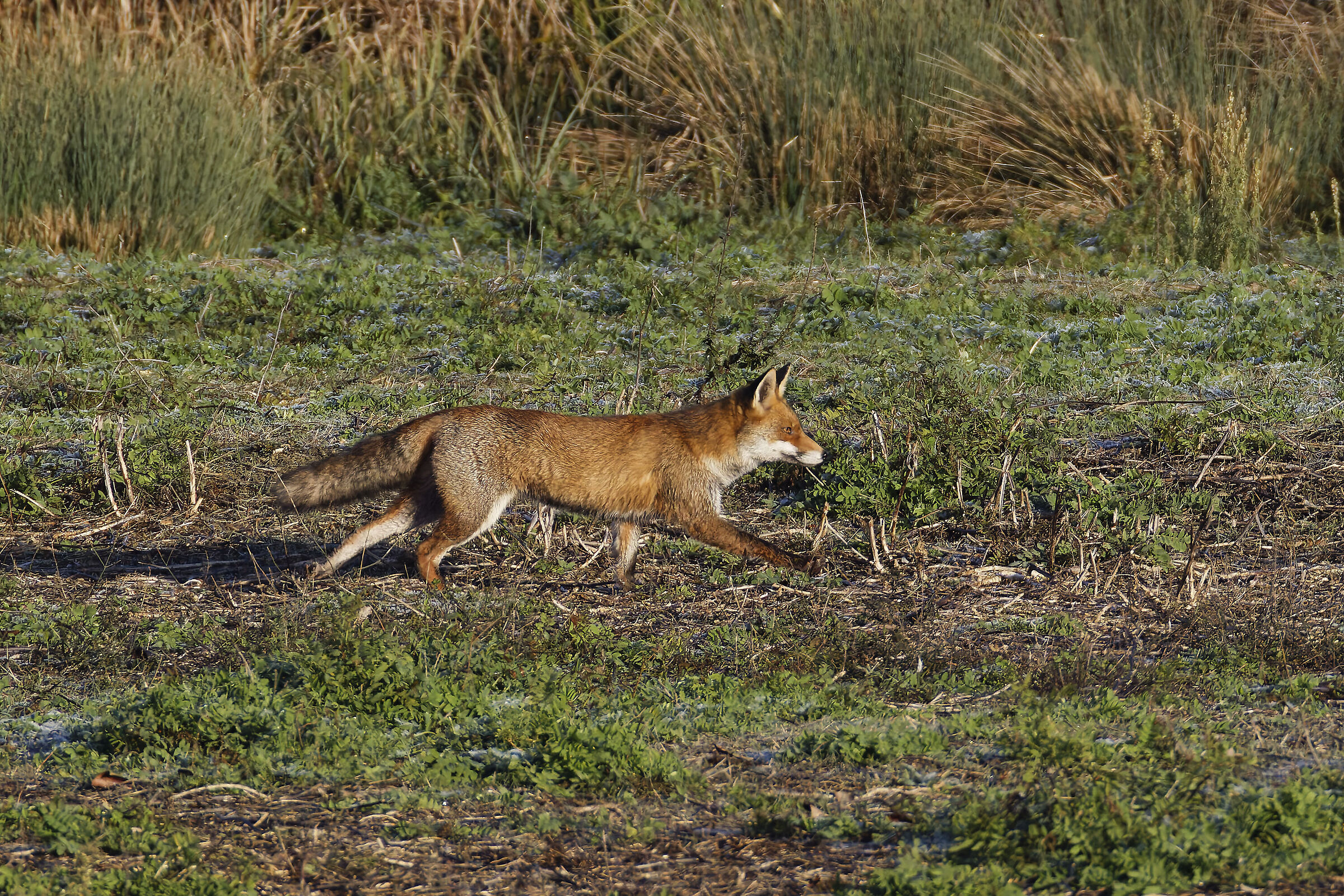 First light of the morning, suddenly...